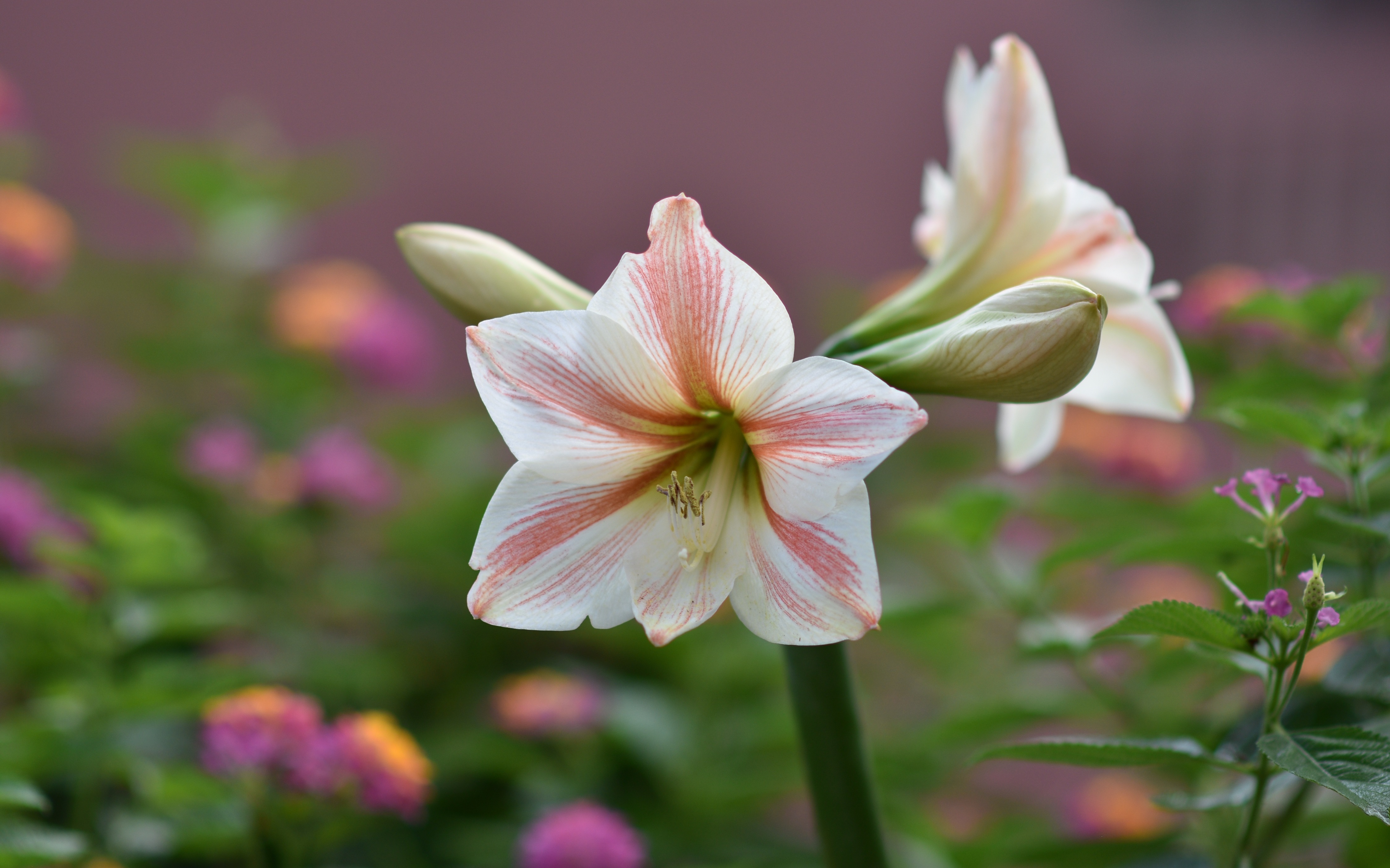 Amaryllis flower with pink stripes in a garden HD Wallpaper