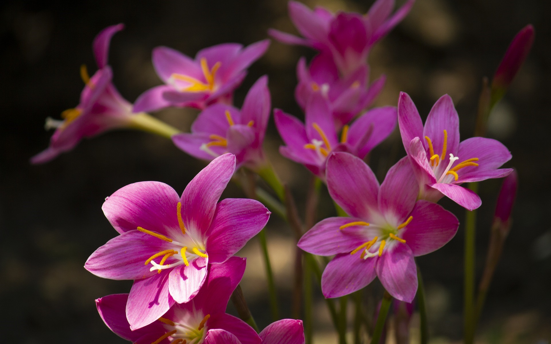 Pink Rain Lilies with Yellow Stamens HD Wallpaper