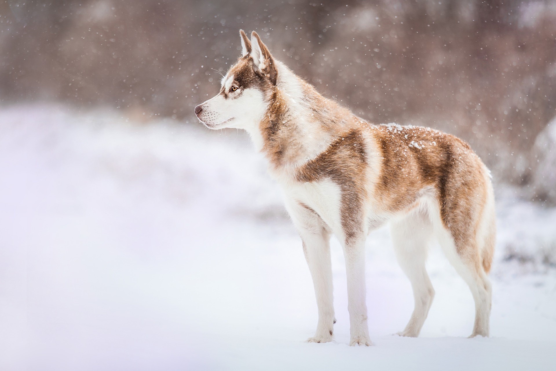 Siberian Husky standing in the snow HD Wallpaper