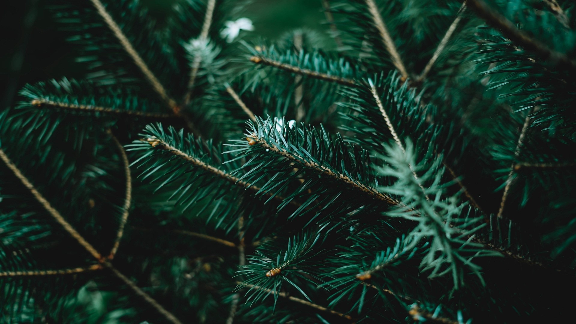 Close-up of dark green pine tree branches HD Wallpaper