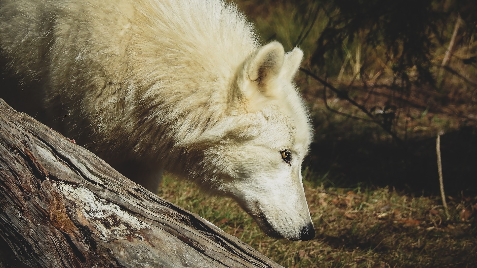 White wolf near a fallen log in a forest HD Wallpaper