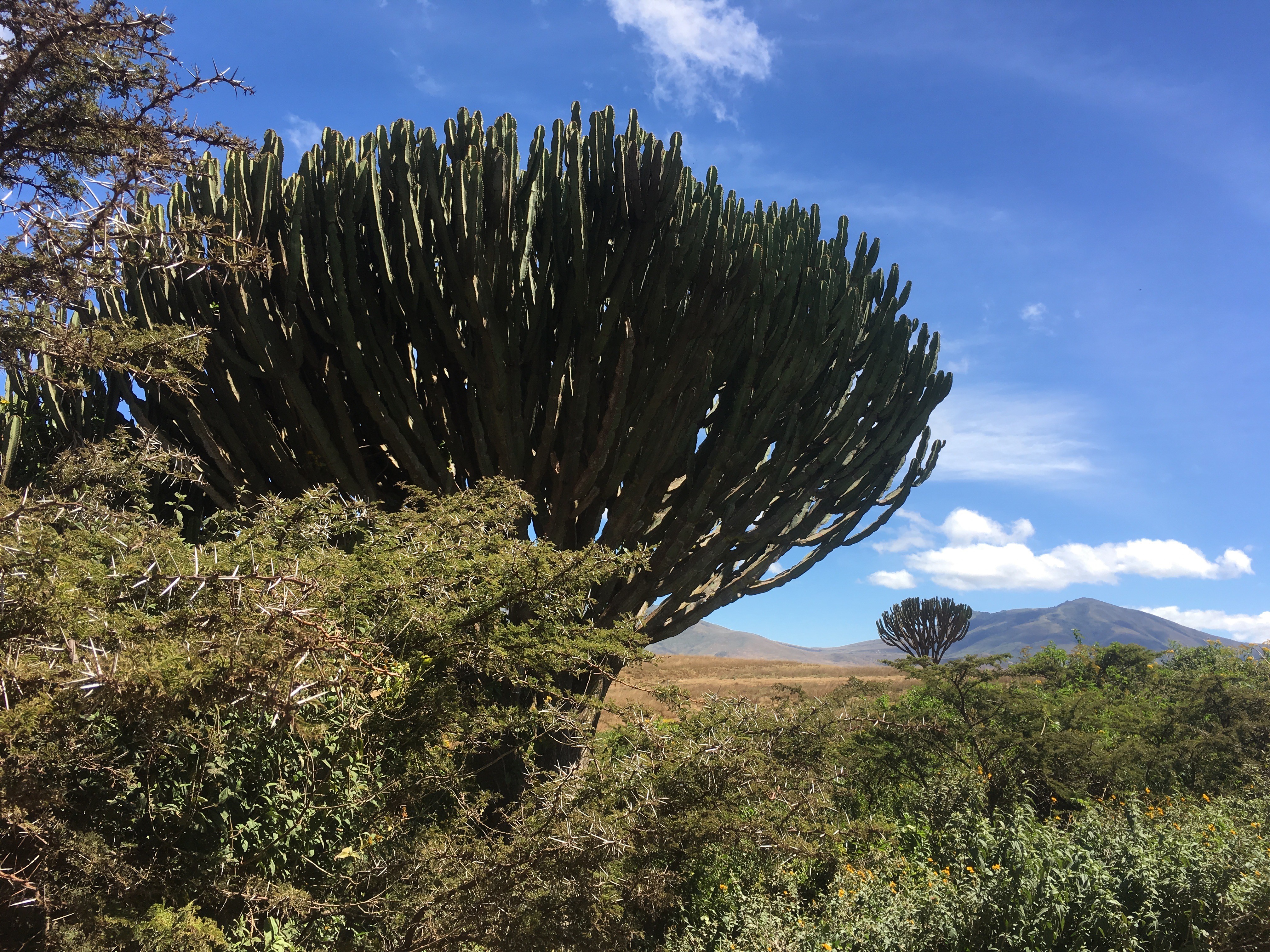 Tanzania nature landscape with cactus and mountains HD Wallpaper