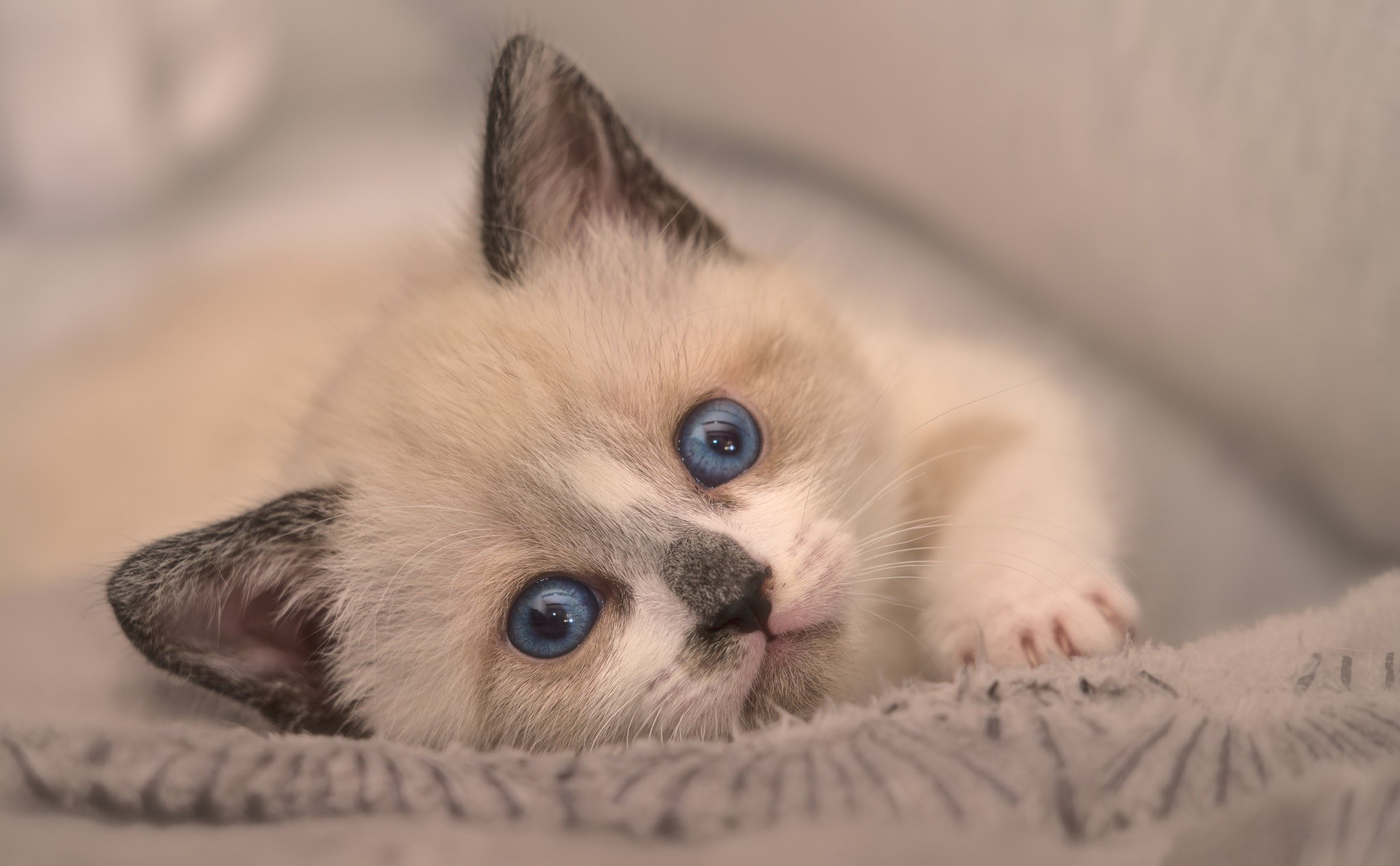 Kitten with bright blue eyes lying down HD Wallpaper