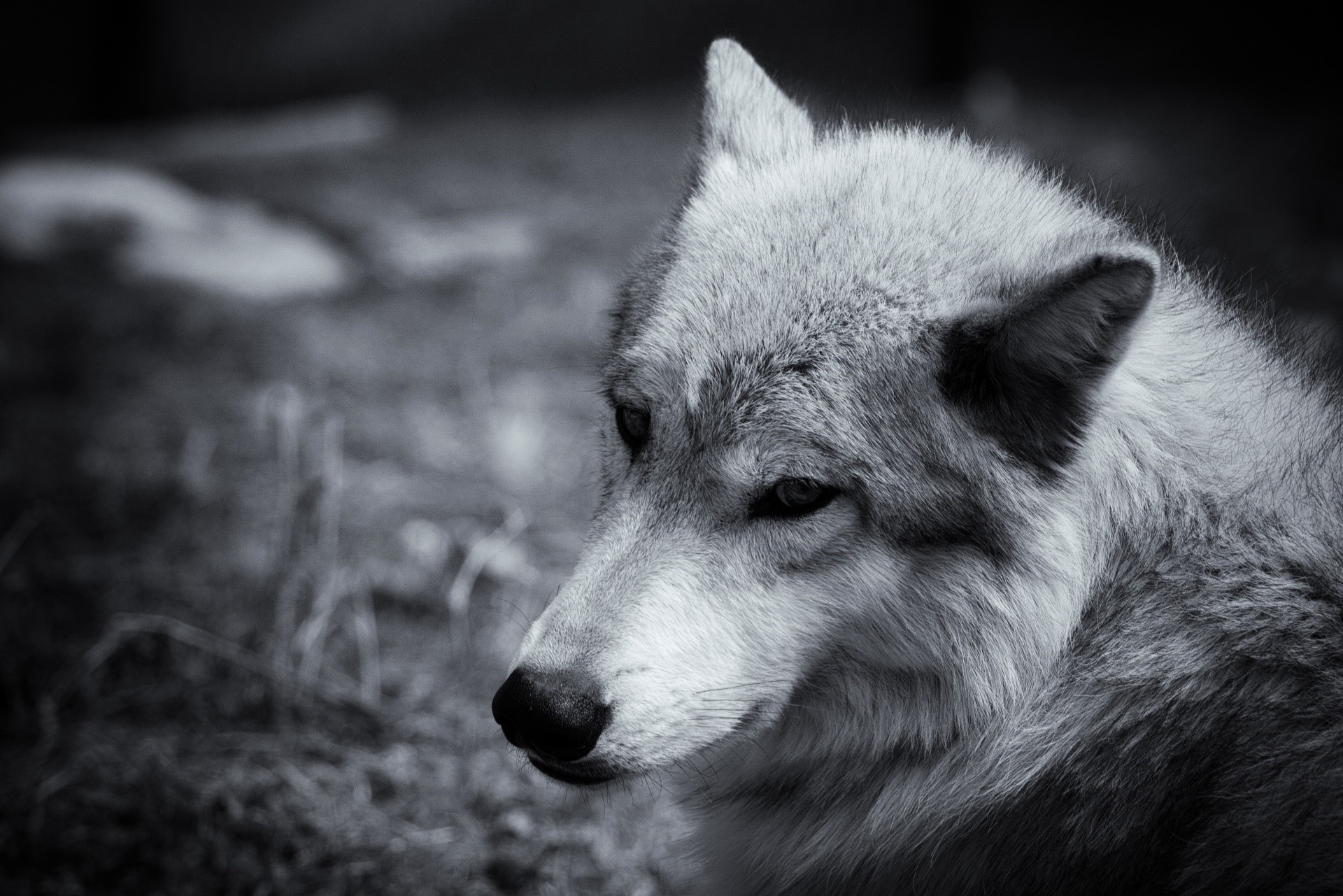 Close-up of a wolf's face in black and white HD Wallpaper