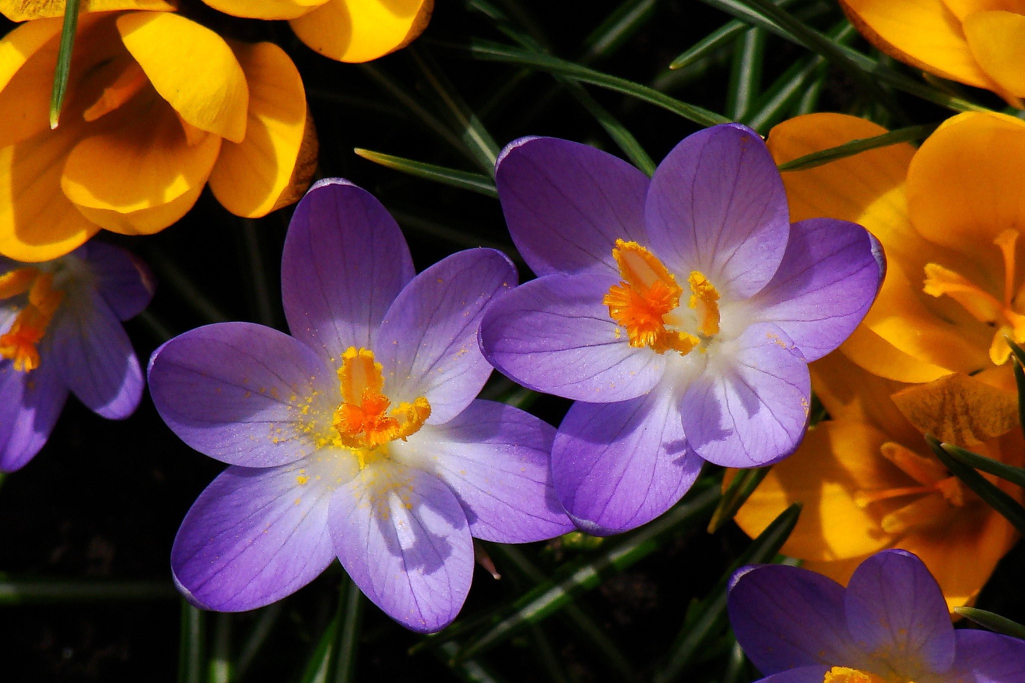 Purple and yellow crocuses in bloom HD Wallpaper