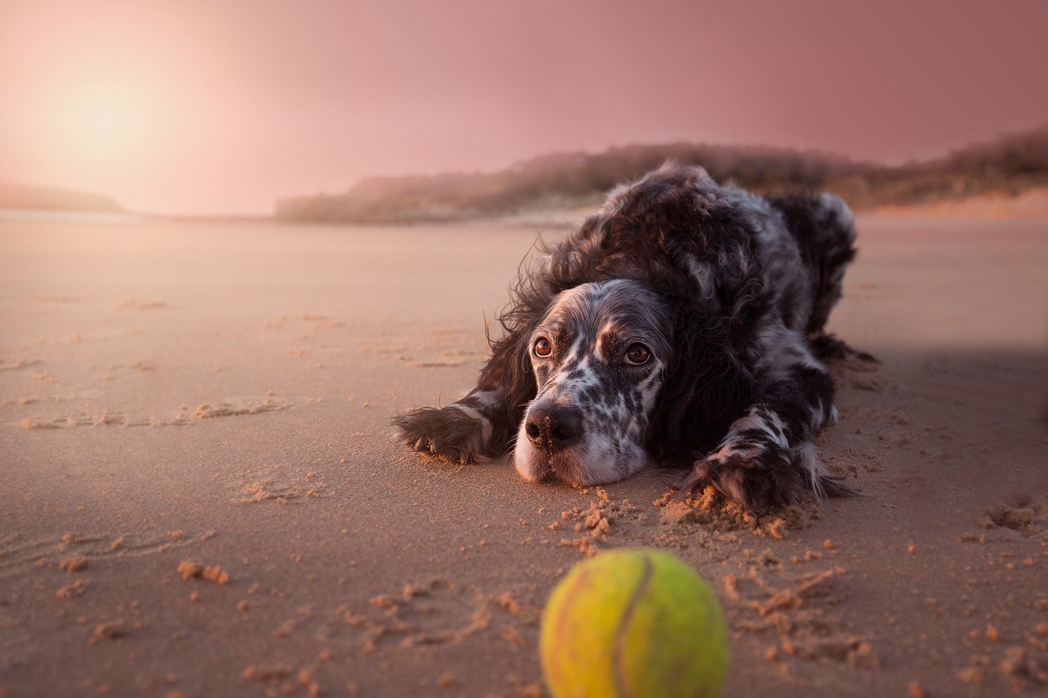 Dog lying on a beach with a tennis ball HD Wallpaper