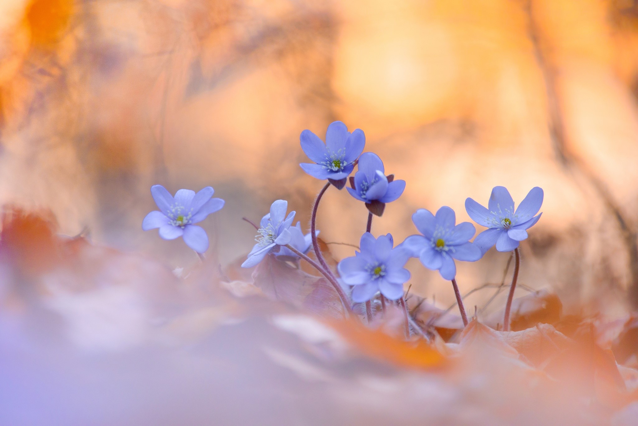 Blue flowers in a forest with autumn leaves HD Wallpaper