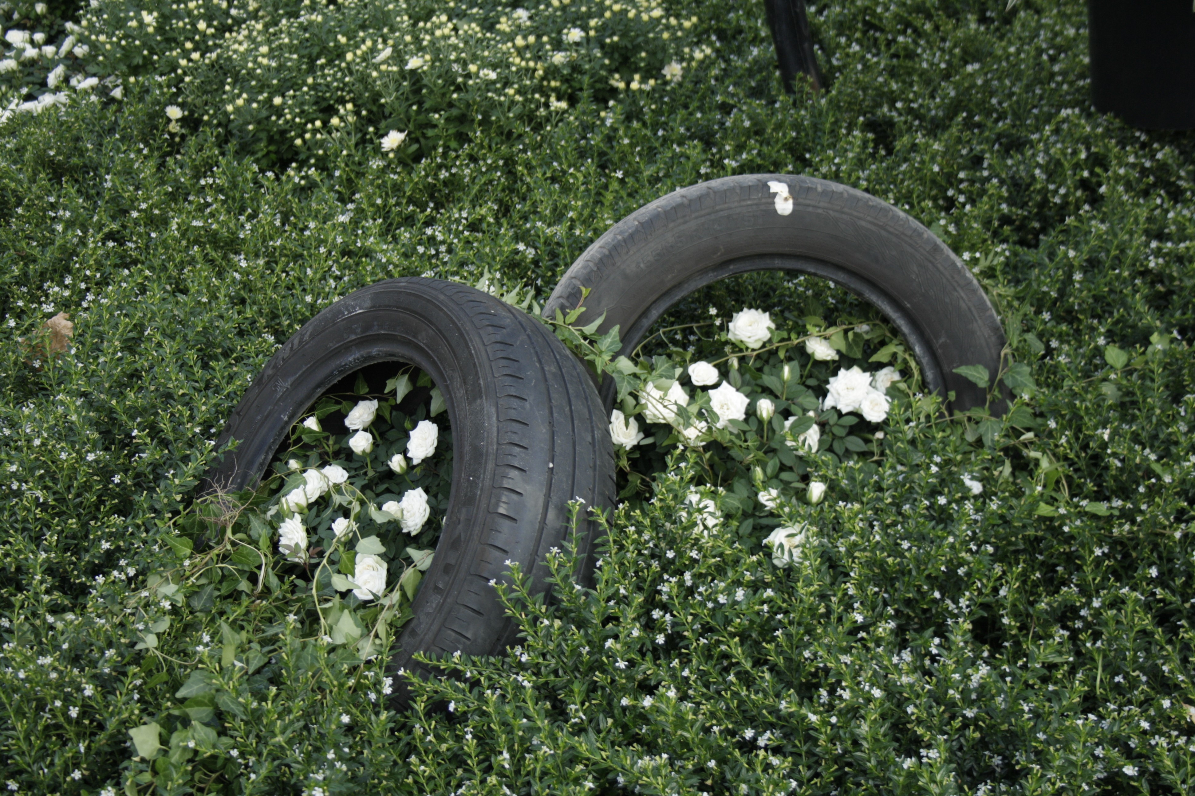 Tires in a field of white flowers HD Wallpaper