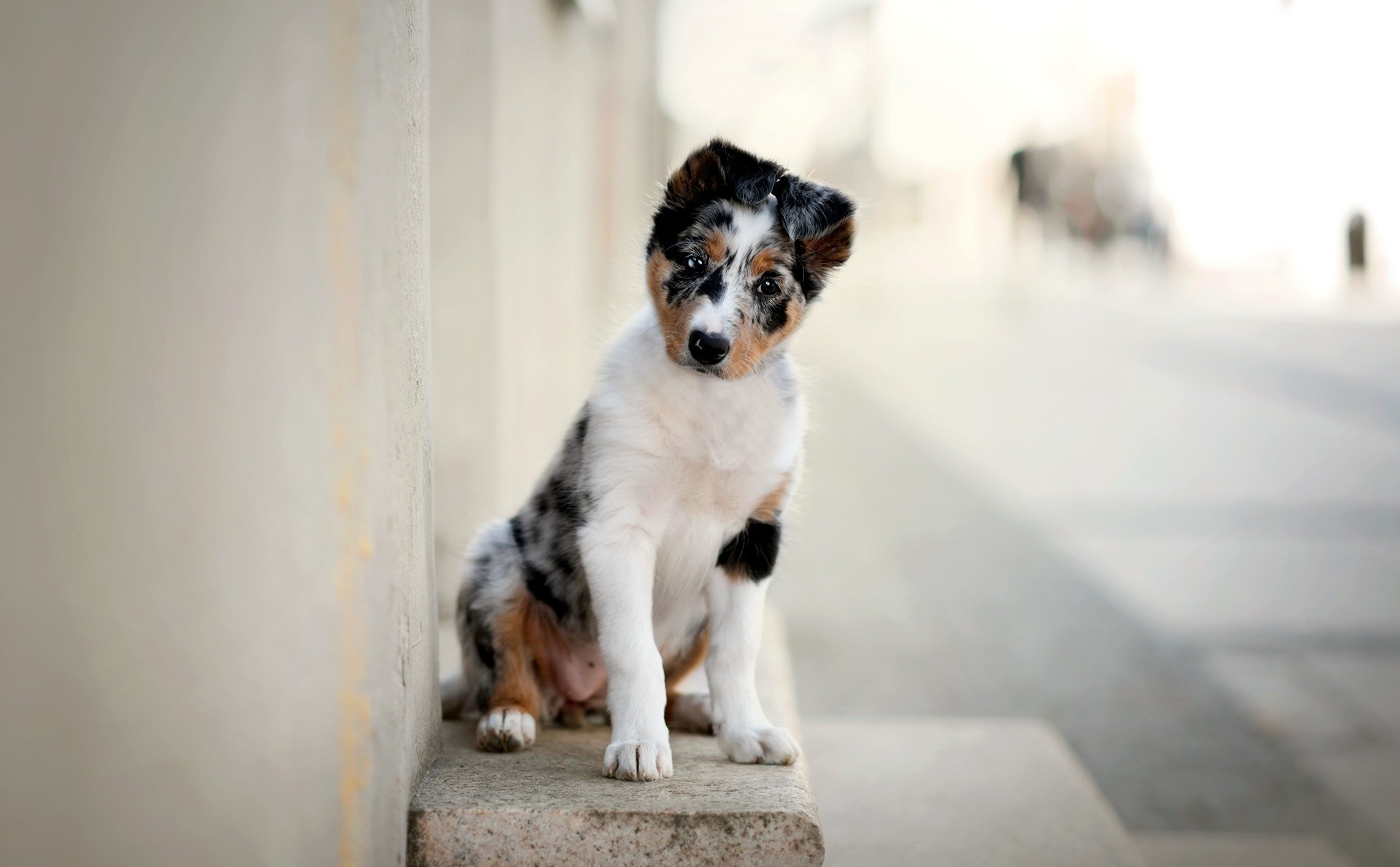Blue Merle Australian Shepherd puppy sitting on a ledge HD Wallpaper