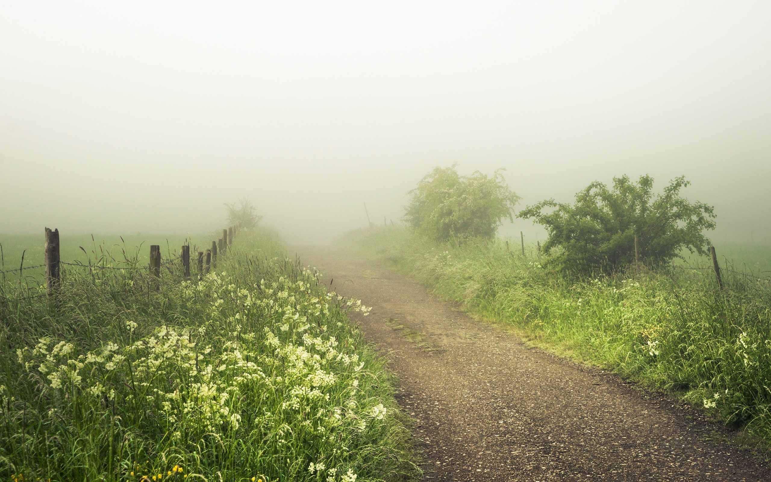 Dirt road through a misty field with a fence HD Wallpaper