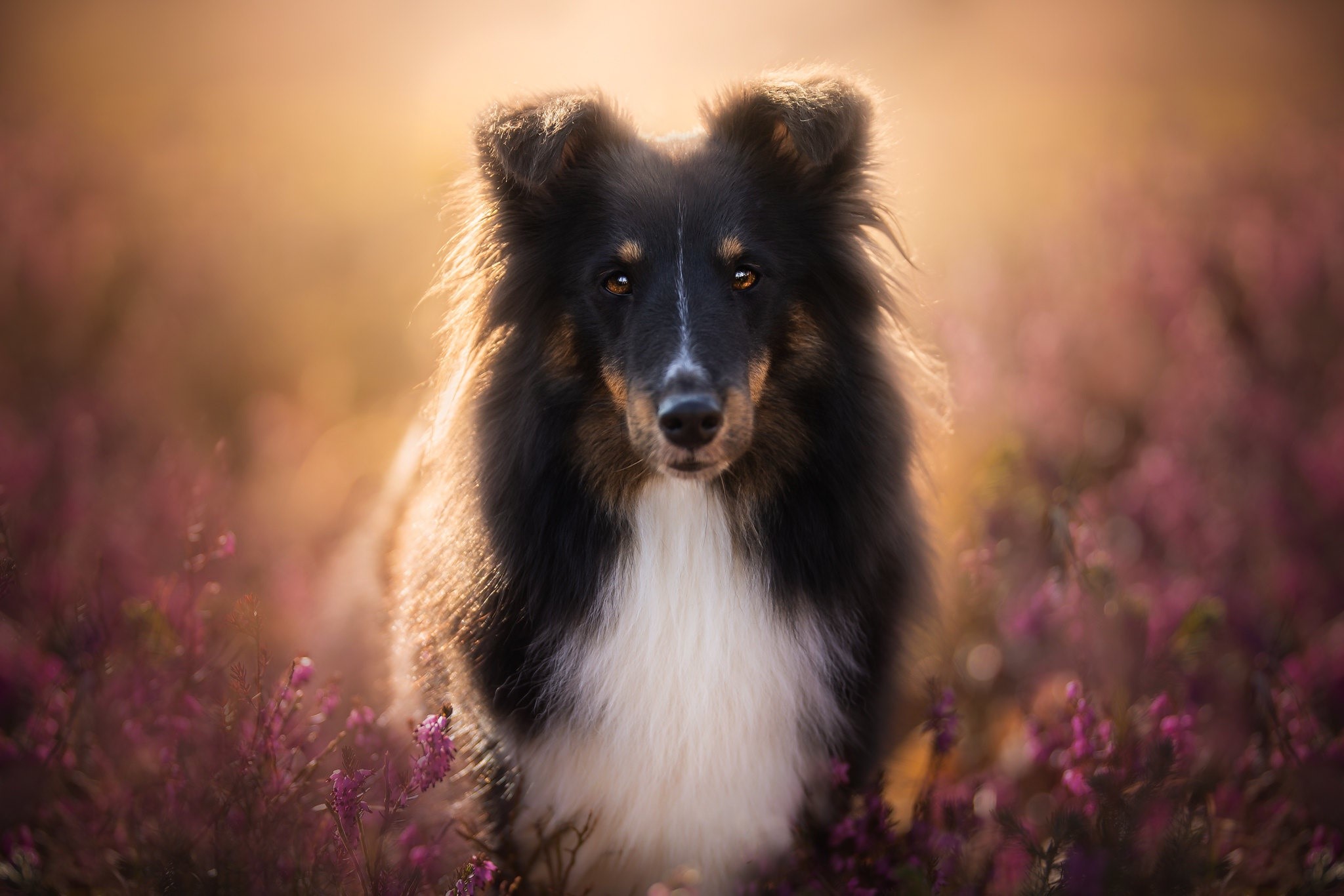 Shetland Sheepdog in a field of heather HD Wallpaper