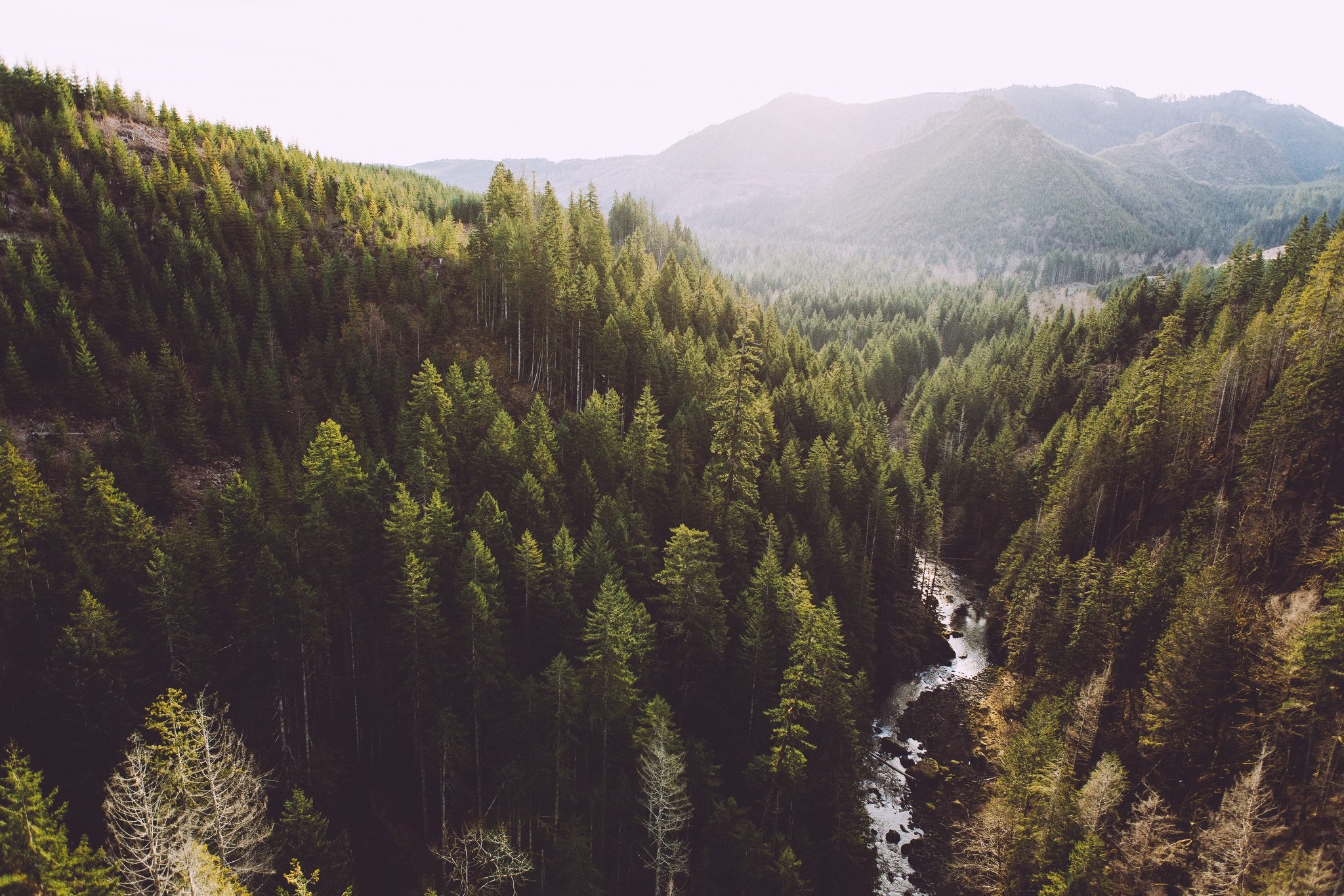River flowing through a dense evergreen forest in the mountains HD Wallpaper