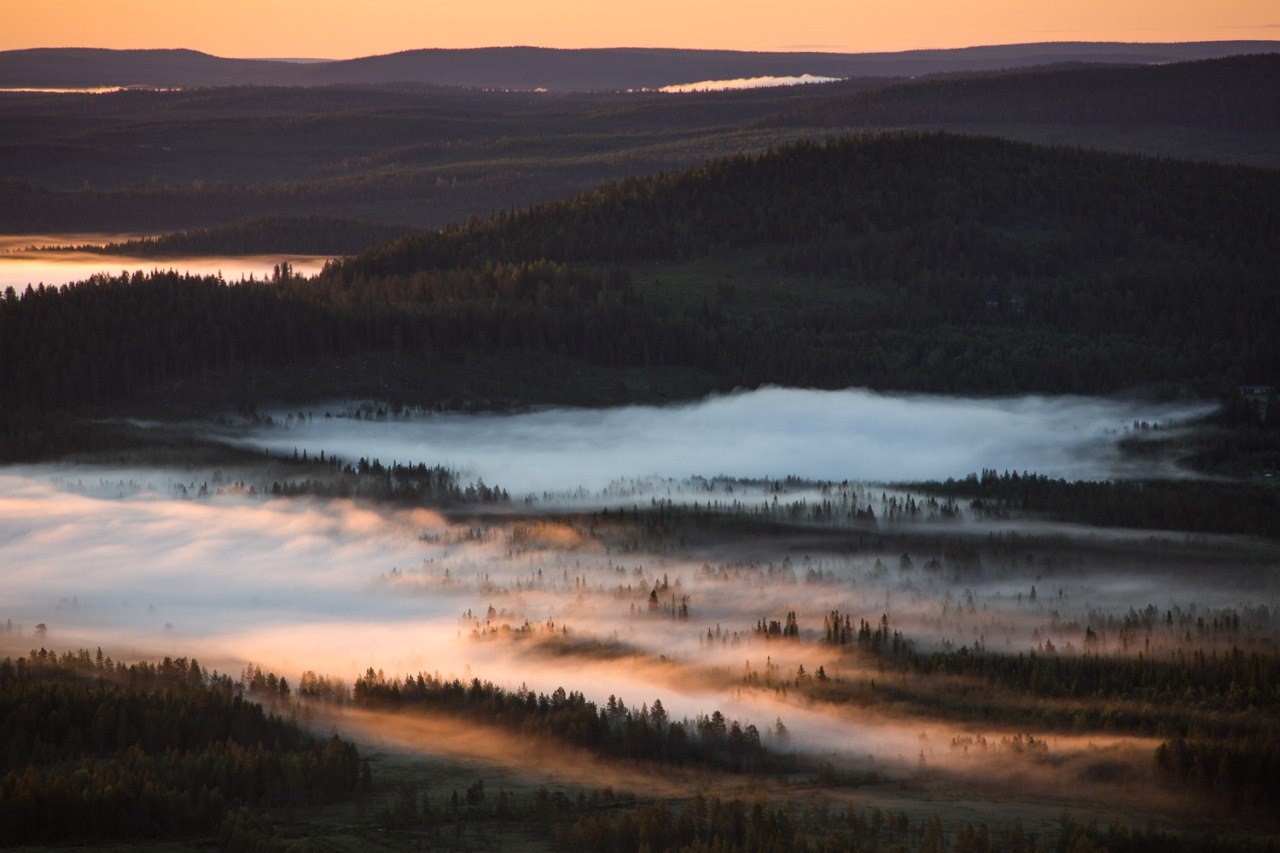 Misty forest landscape at sunrise HD Wallpaper