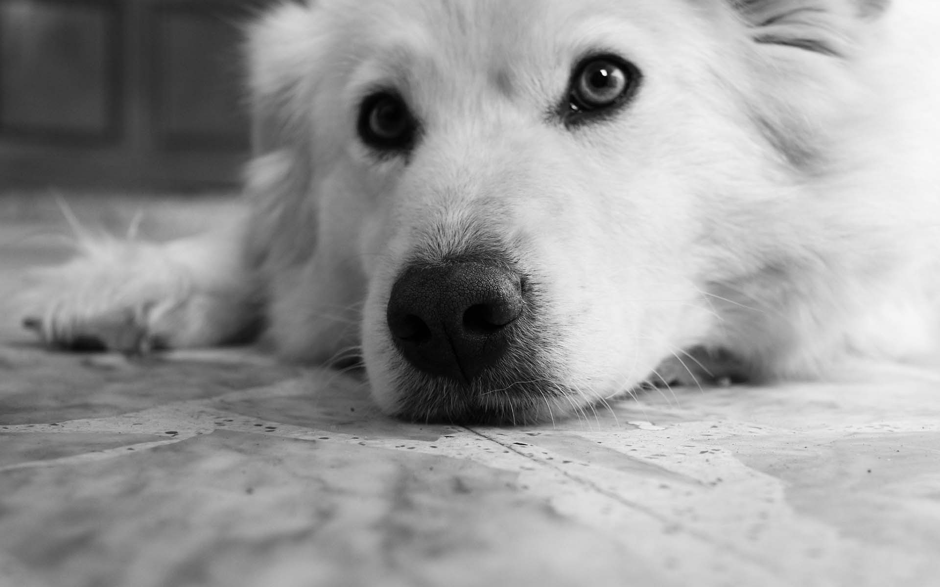 Monochrome close-up of a Samoyed dog lying down HD Wallpaper