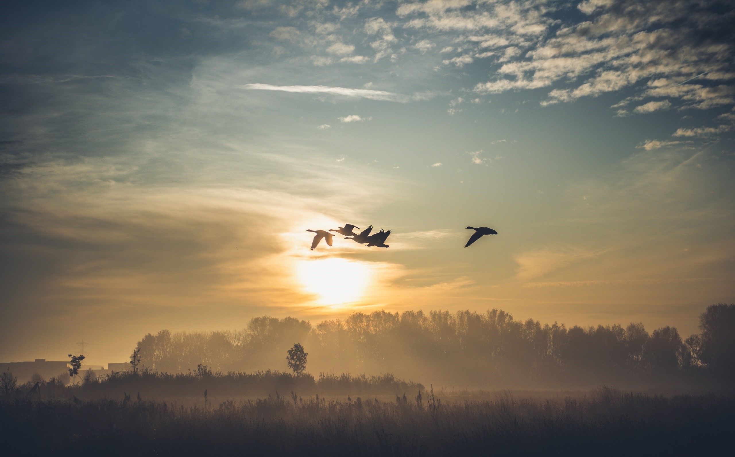 Birds flying at sunrise over a misty landscape HD Wallpaper