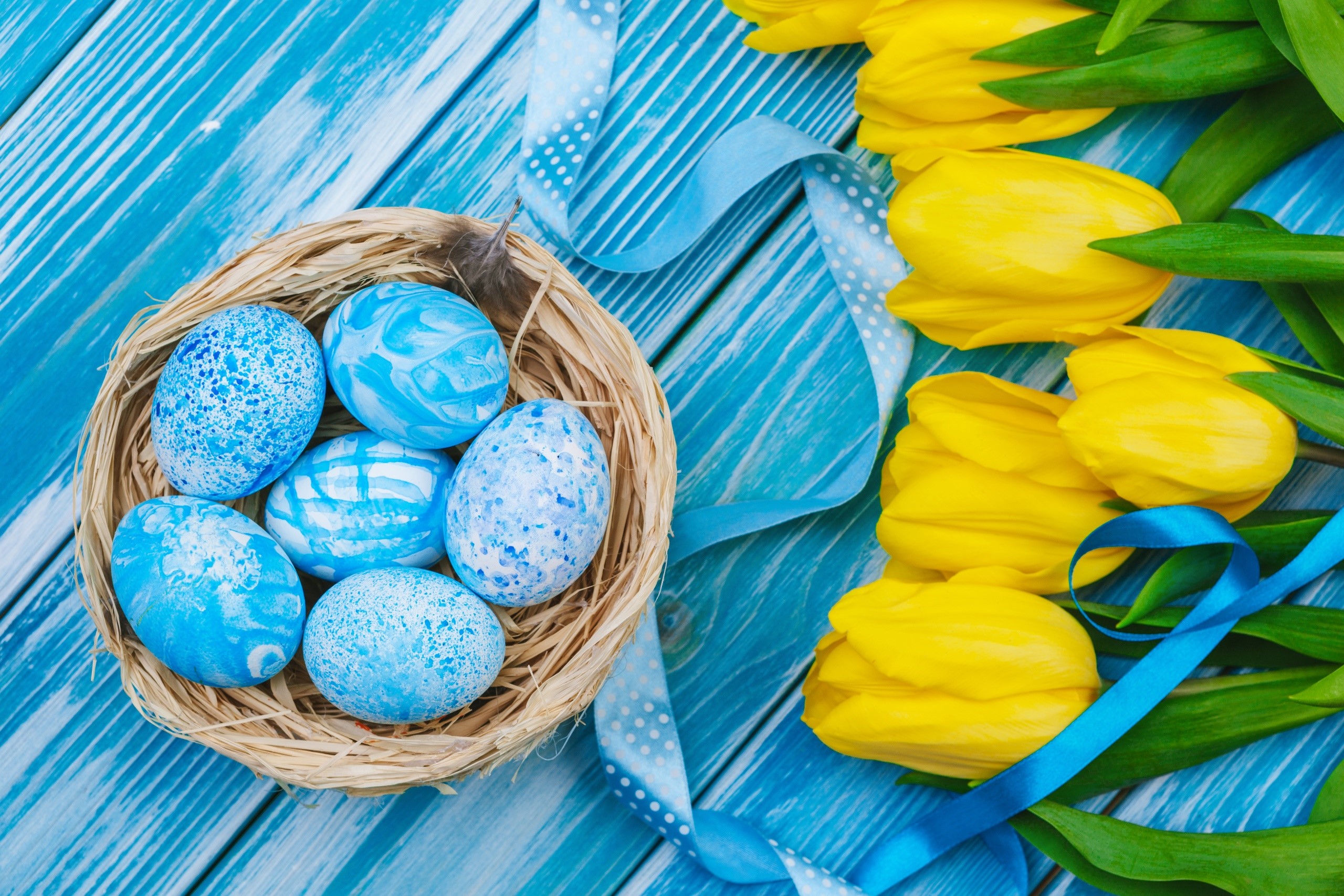 Easter eggs in a nest with yellow tulips and blue ribbon HD Wallpaper