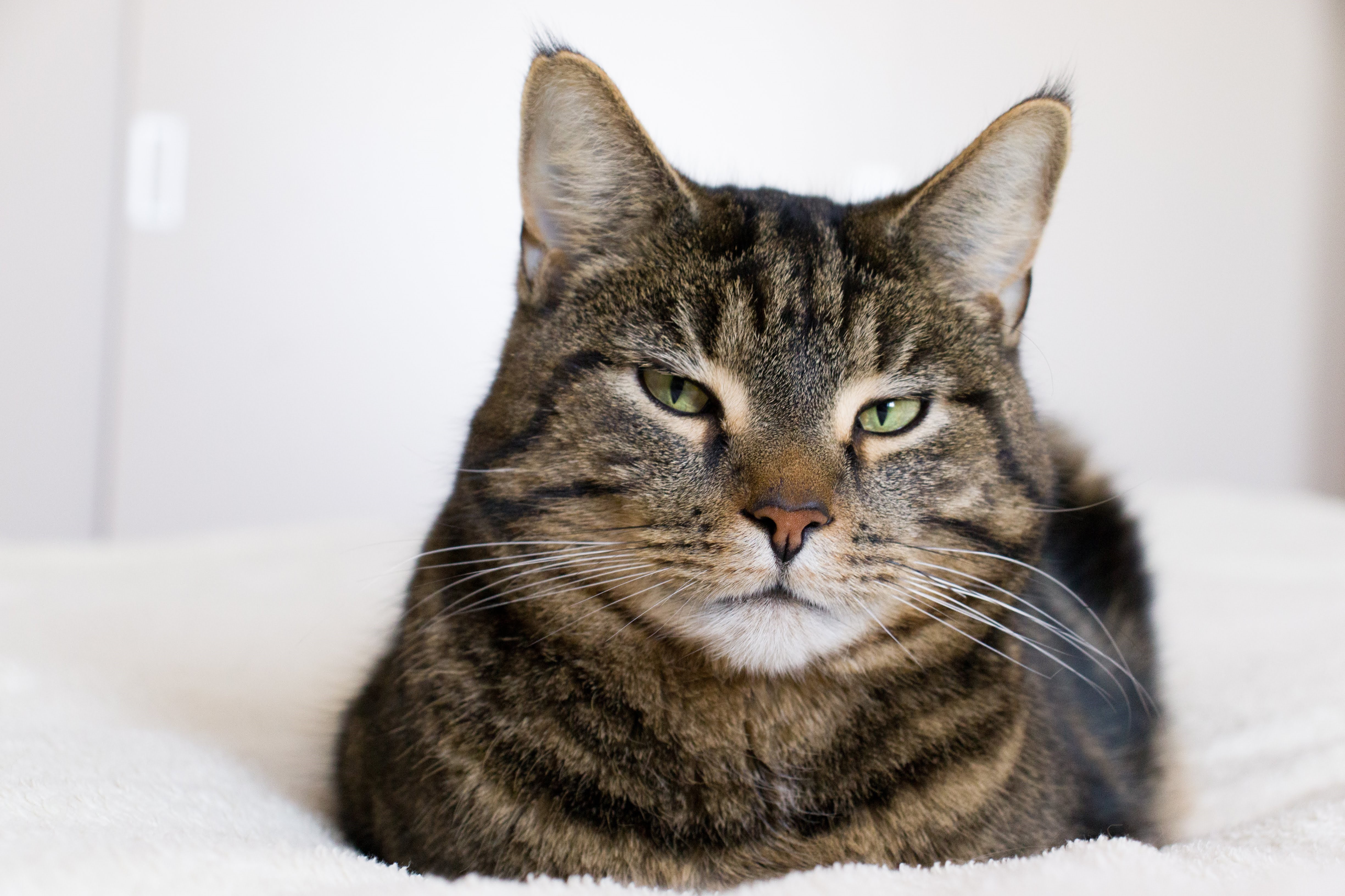 Close-up of a tabby cat HD Wallpaper
