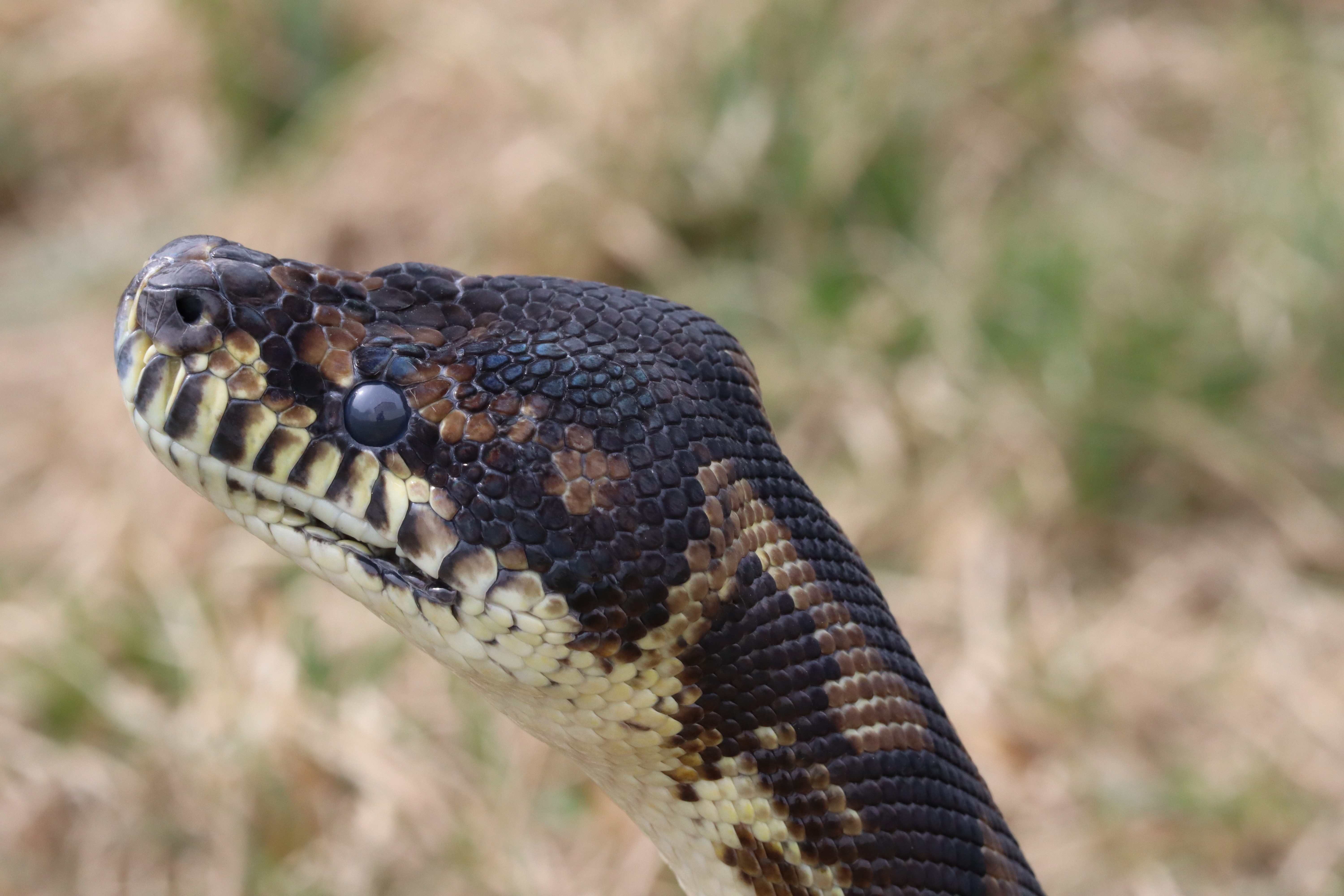 Close-up of a Python snake's head HD Wallpaper