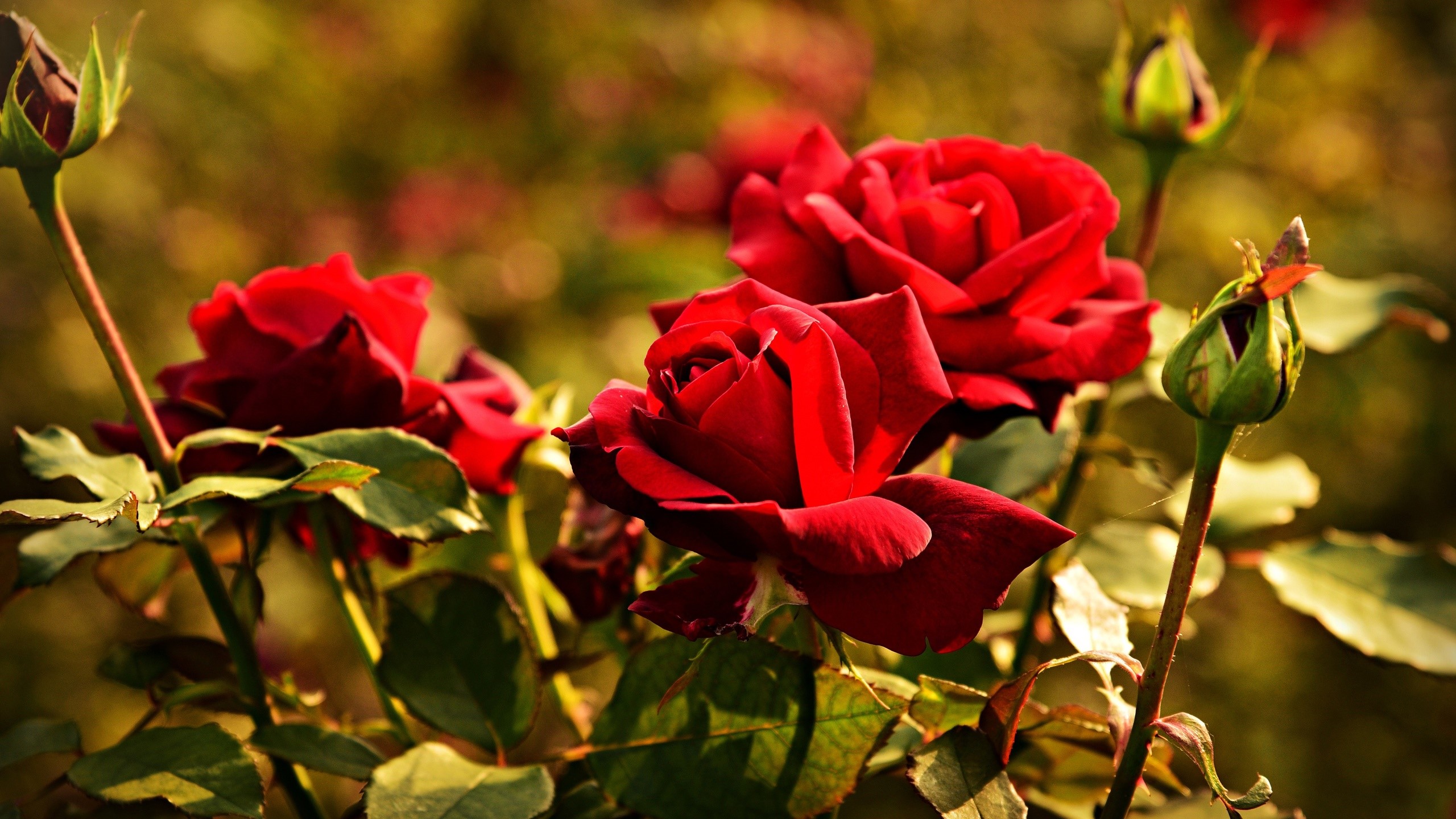 Red roses and buds in a garden HD Wallpaper