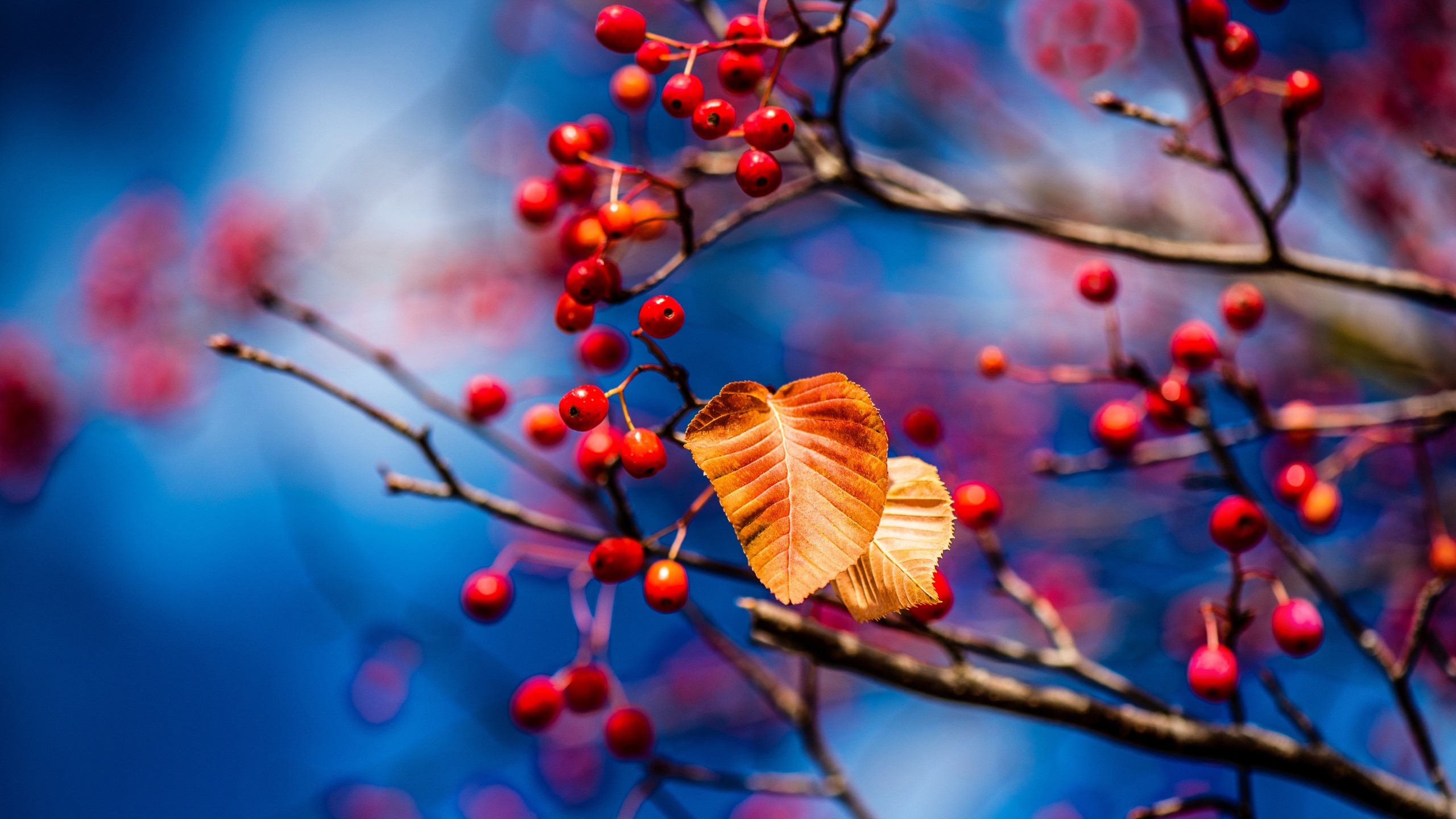 Close-up of red berries and an autumn leaf on a branch HD Wallpaper