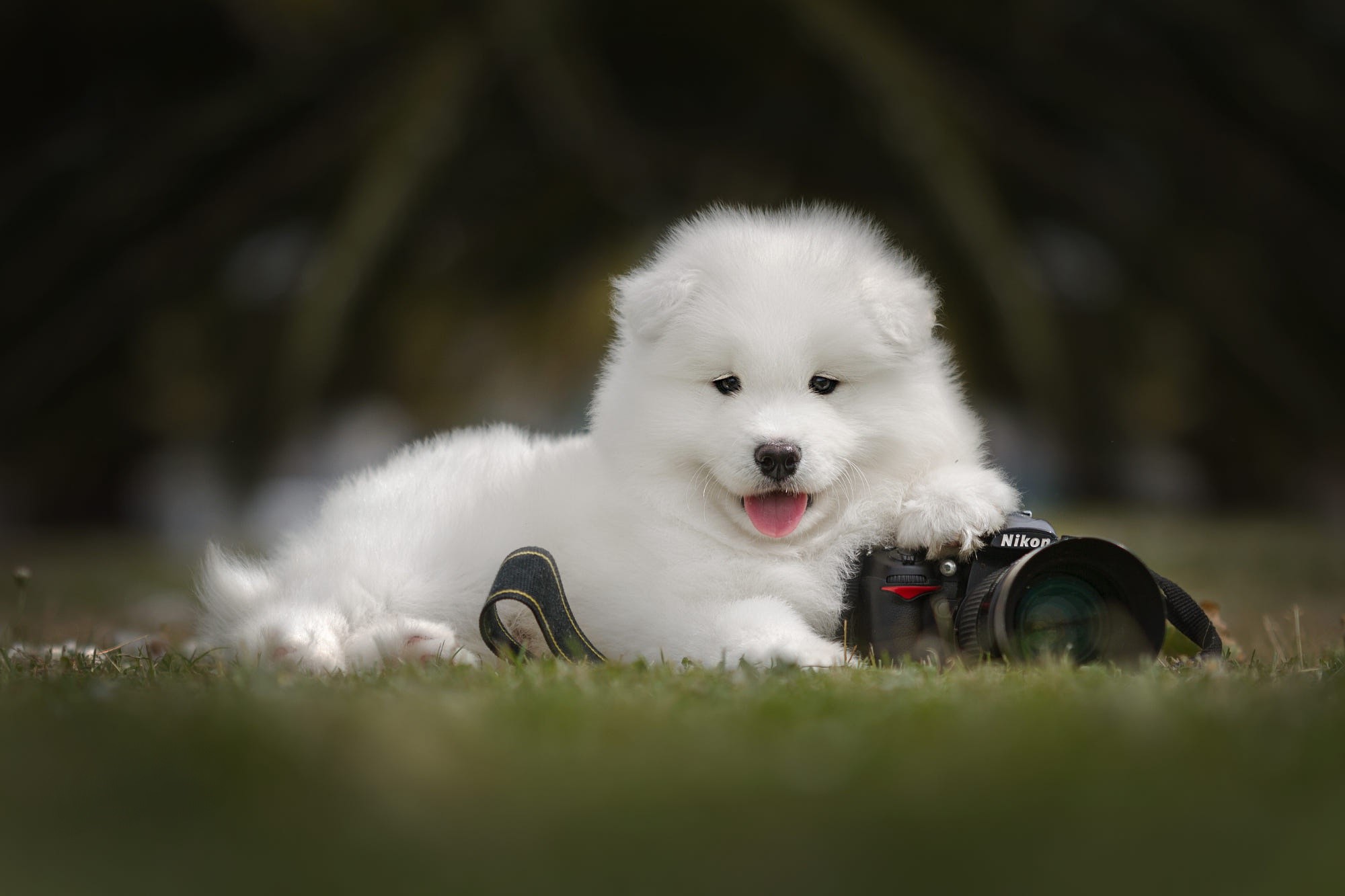 Samoyed puppy with a Nikon camera HD Wallpaper