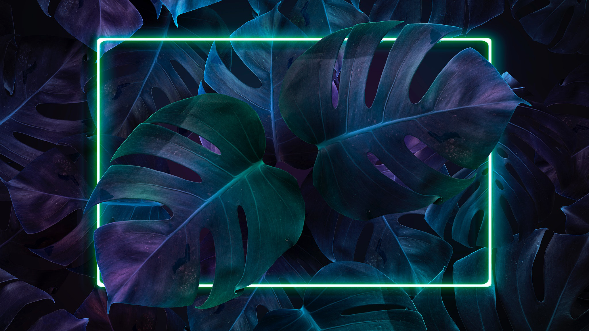 Neon frame on dark monstera leaves HD Wallpaper