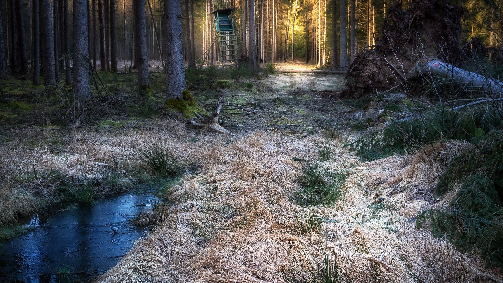 Forest with a hunting blind and fallen tree HD Wallpaper