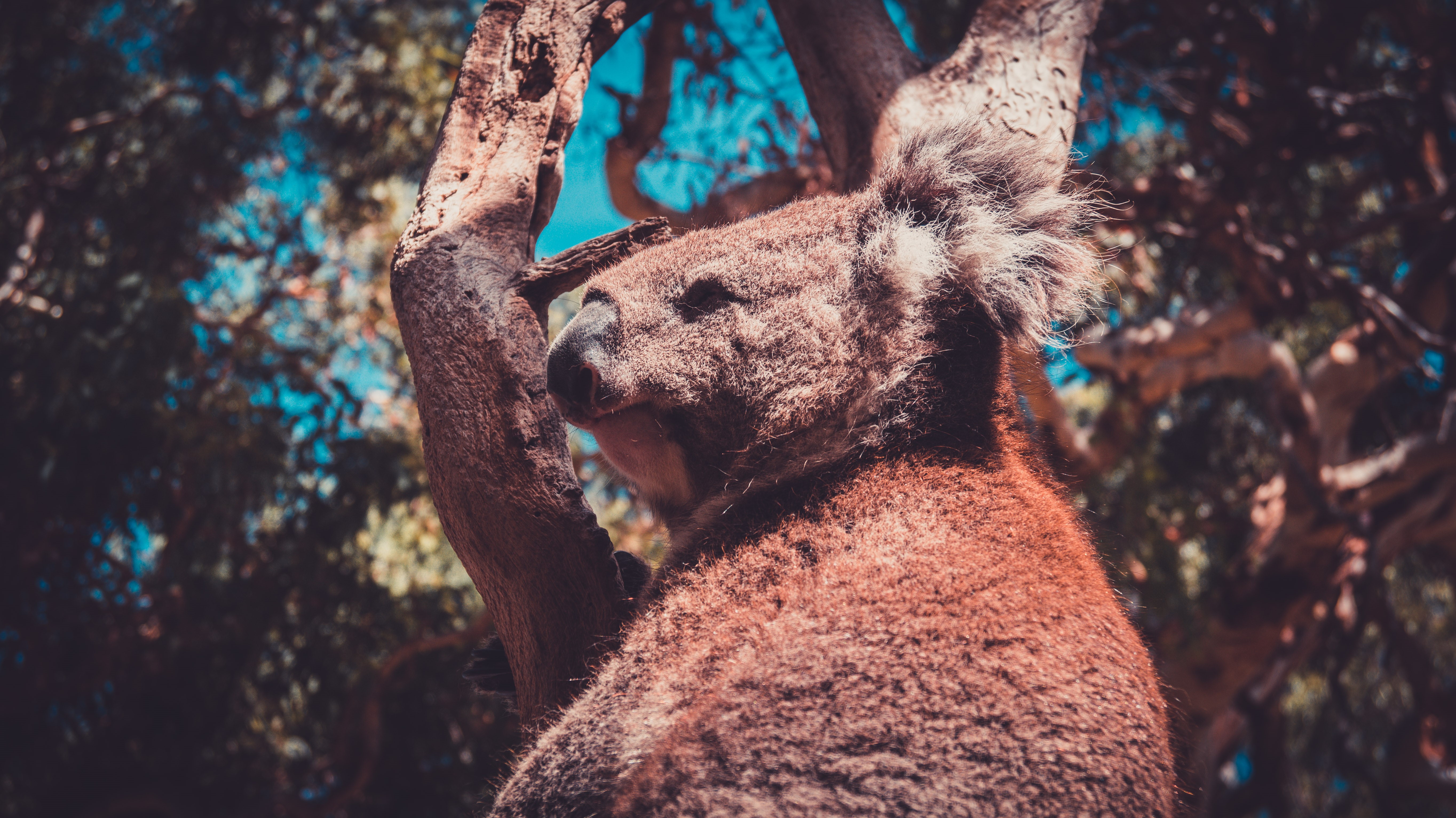 4K Koala in a Tree in Australia HD Wallpaper