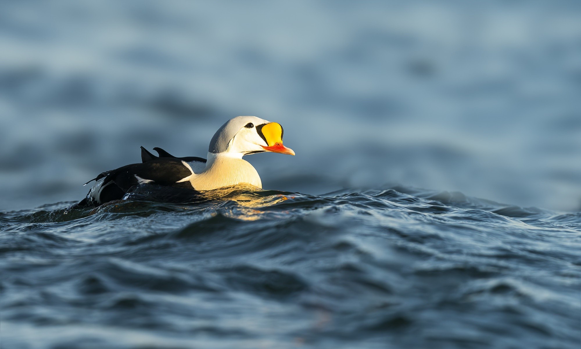 A King Eider duck swims in the ocean HD Wallpaper