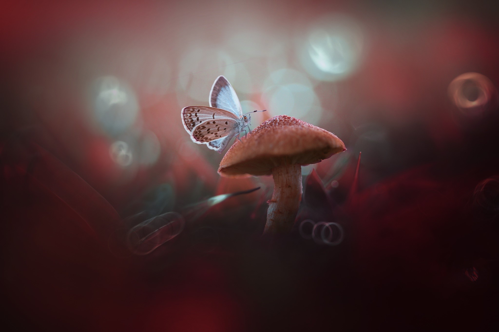Butterfly on a mushroom HD Wallpaper