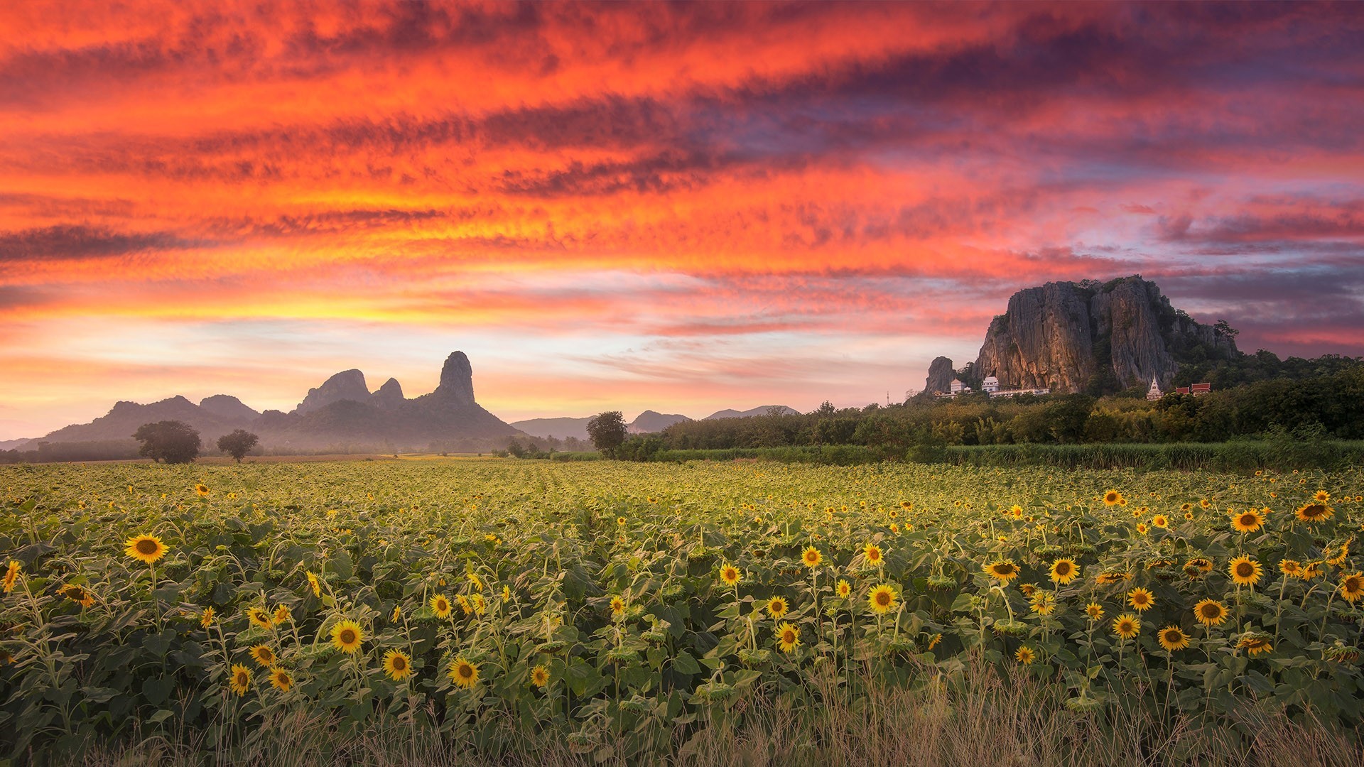Sunflower field at sunset with mountains in Thailand HD Wallpaper