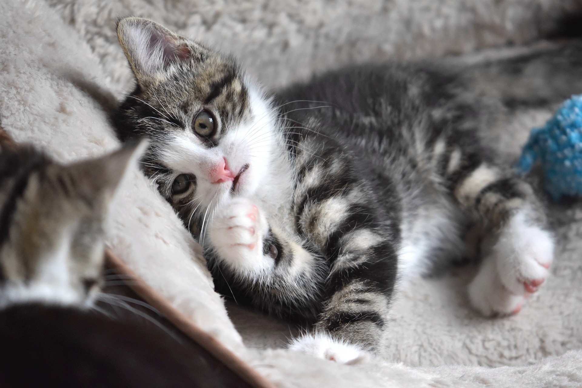 Two kittens resting on a soft blanket HD Wallpaper