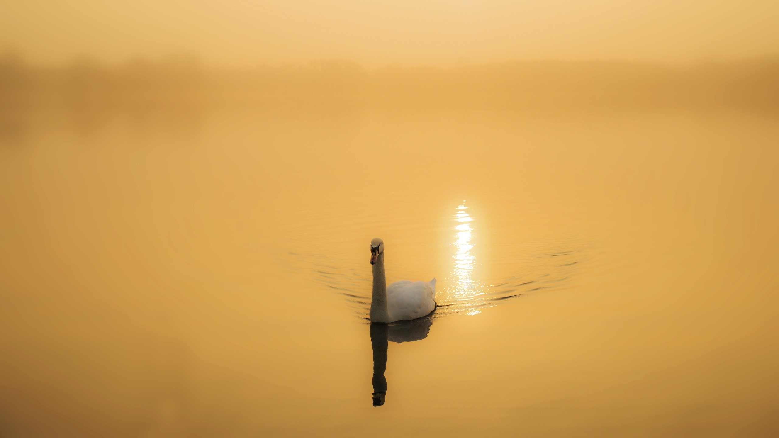 Swan swimming in foggy golden water at sunrise HD Wallpaper