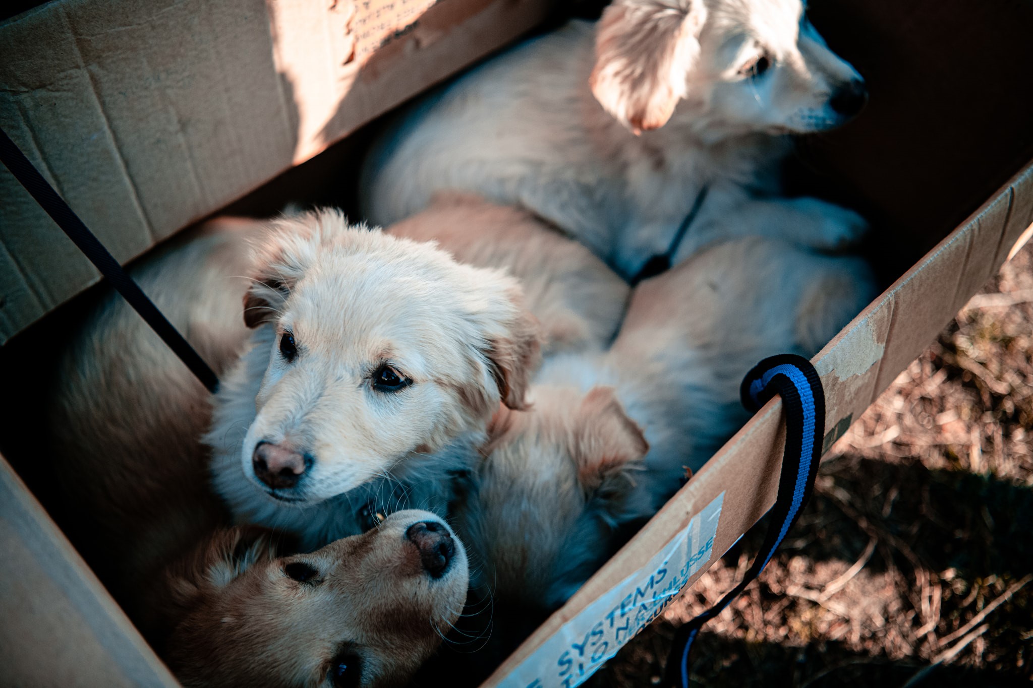 Puppies in a cardboard box HD Wallpaper