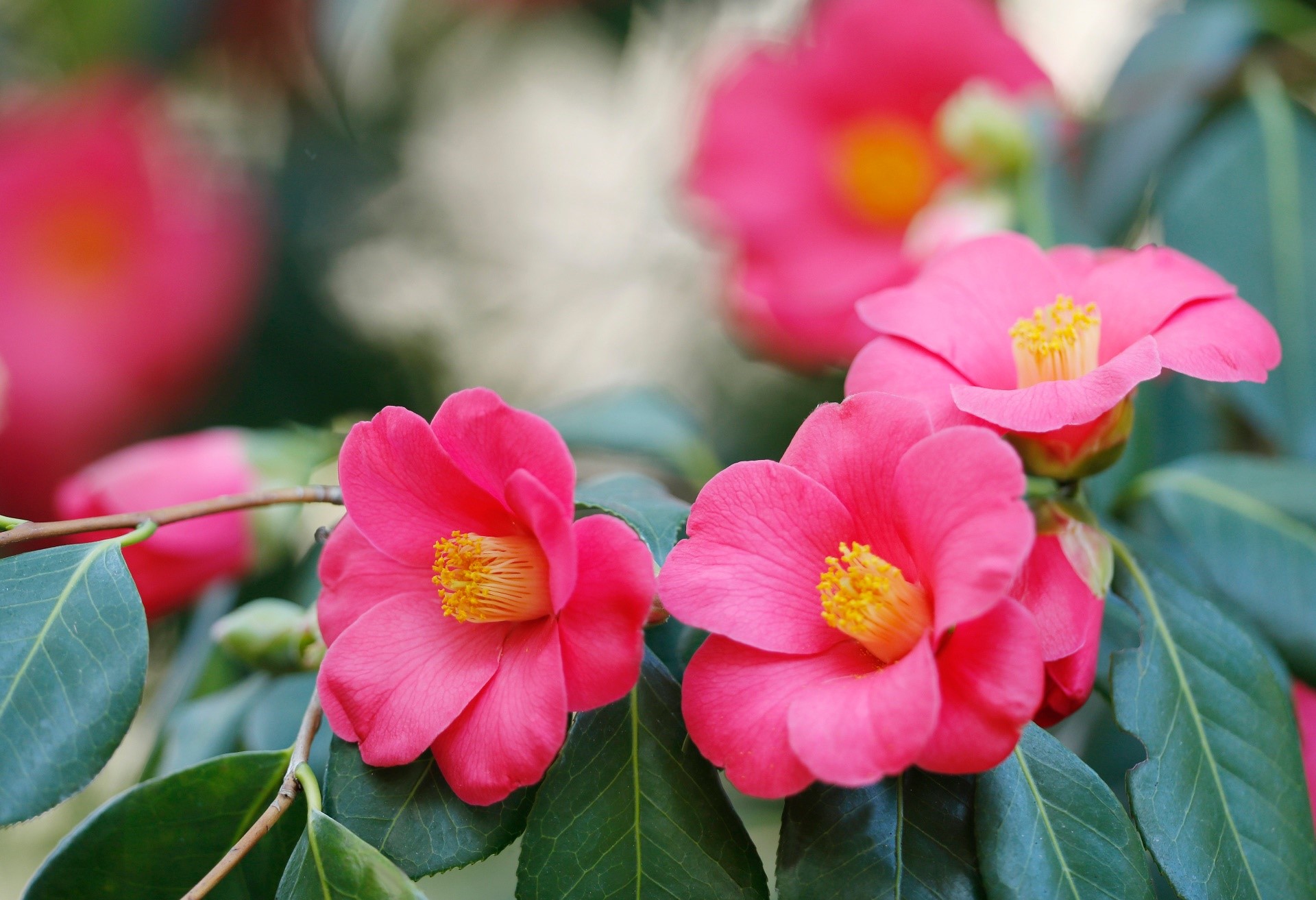 Pink Camellia Flowers with Green Leaves HD Wallpaper