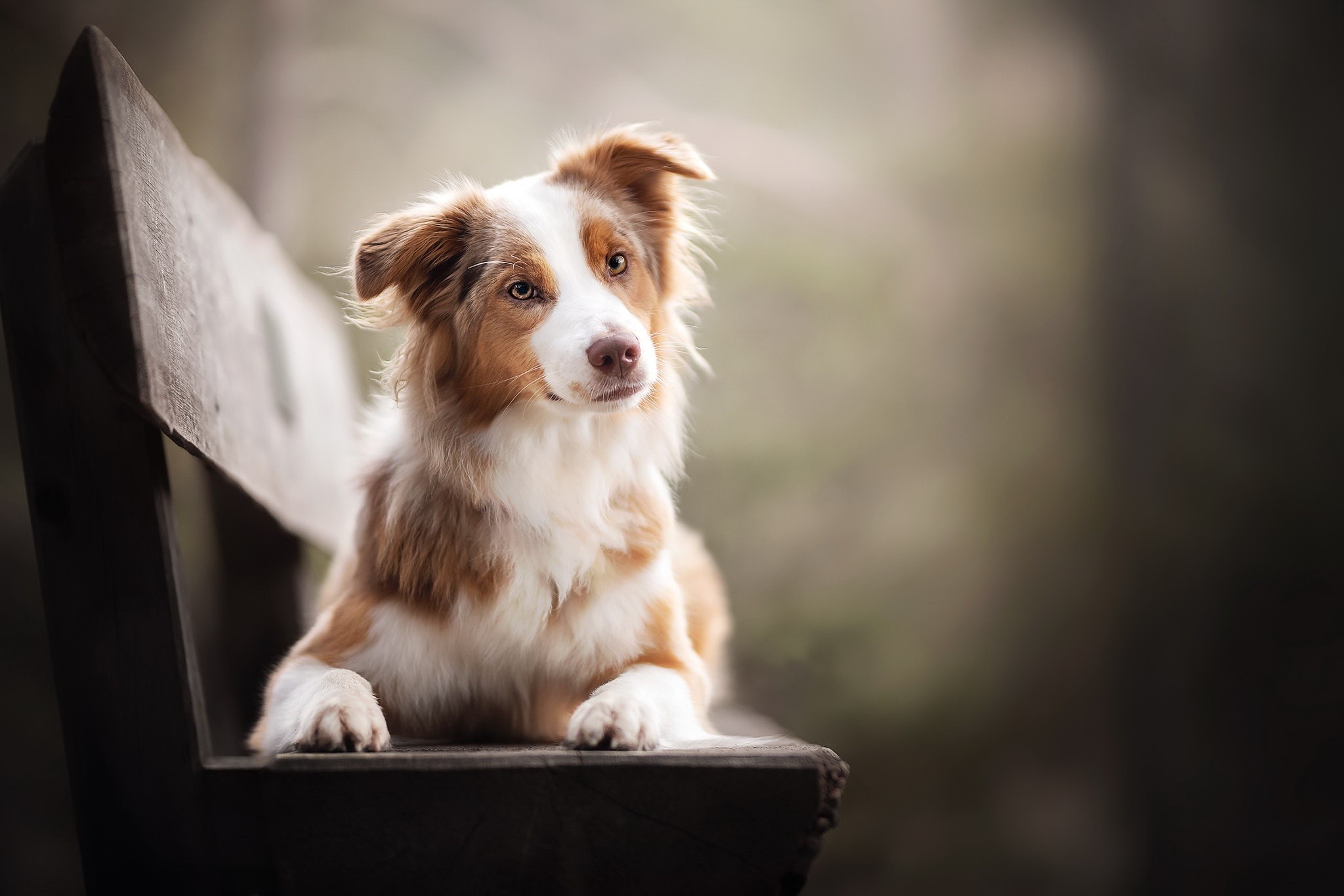 A brown and white dog on a wooden bench HD Wallpaper