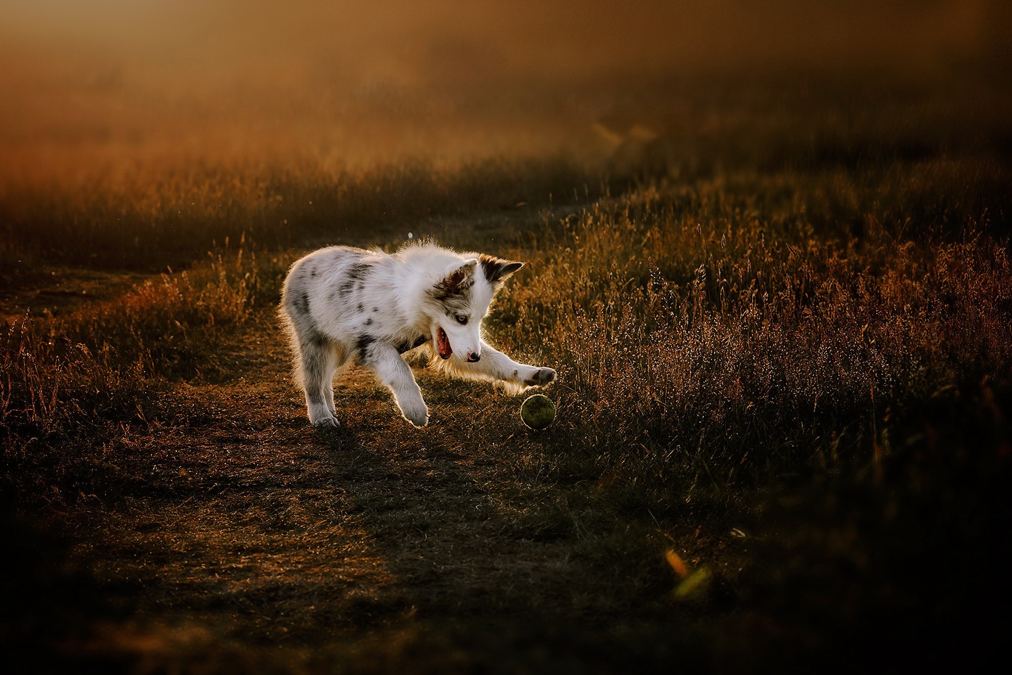 Dog playing with a ball in a field at sunset HD Wallpaper