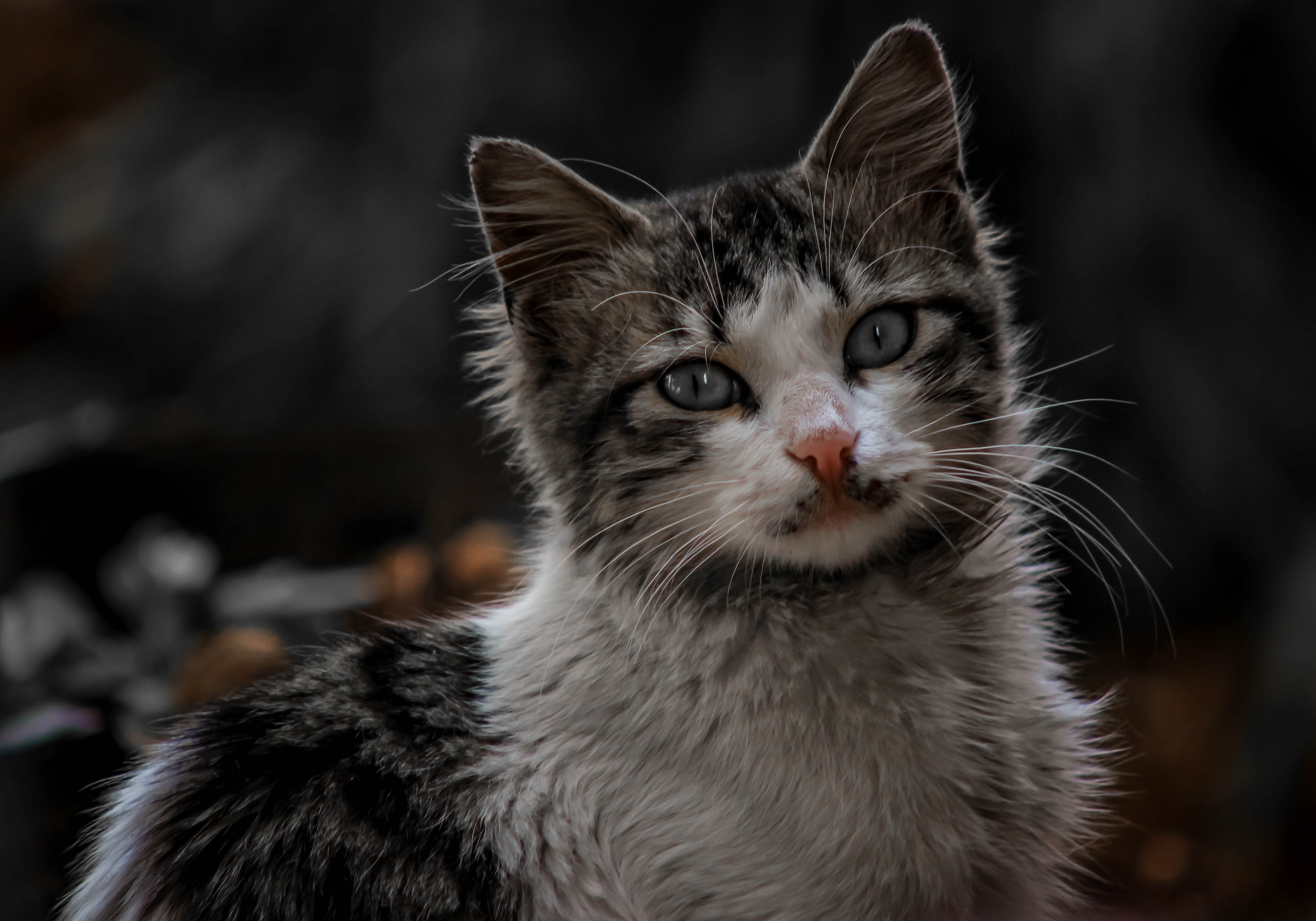 Kitten with blue eyes looking at viewer HD Wallpaper