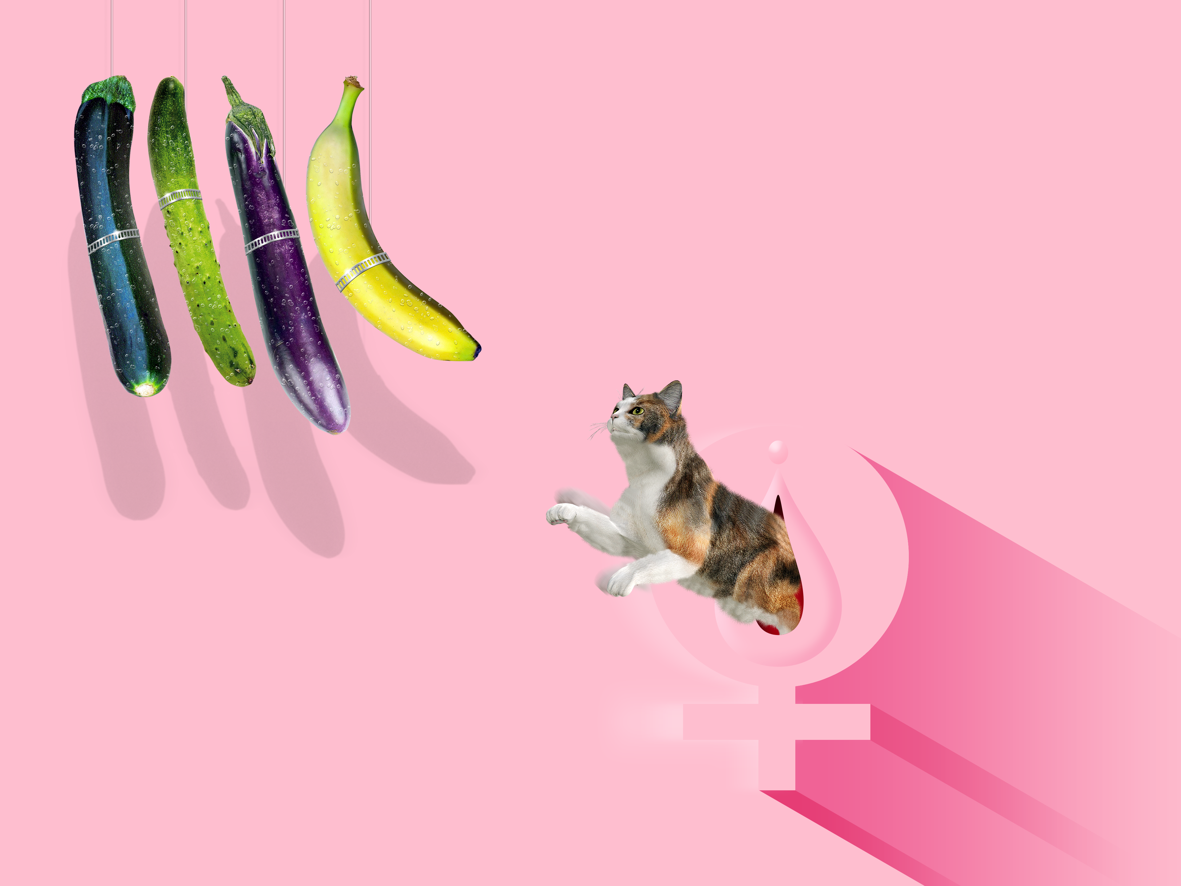 Cat and hanging vegetables HD Wallpaper