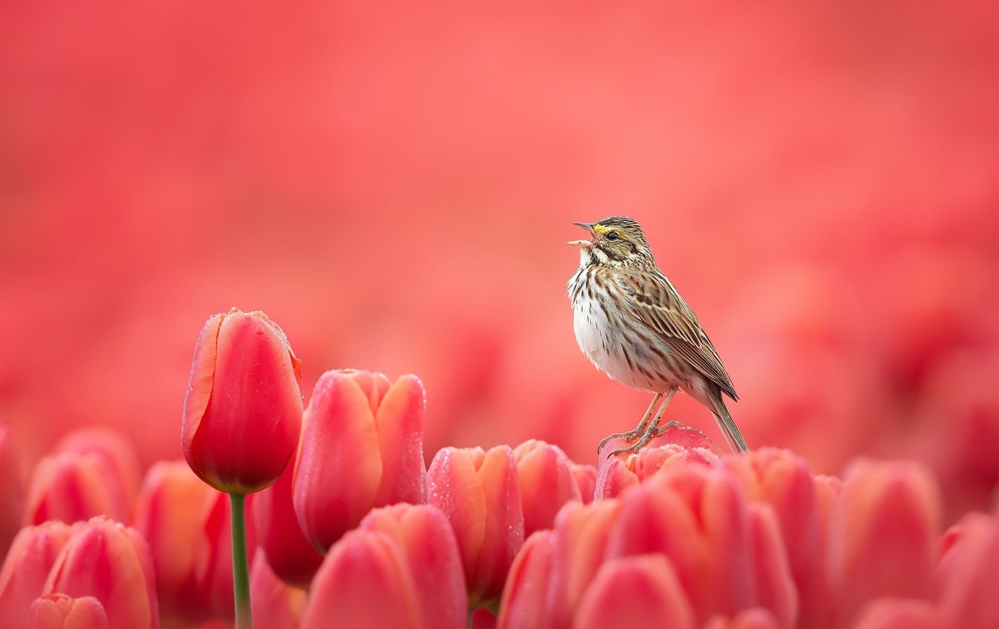 Bird singing on red tulips HD Wallpaper