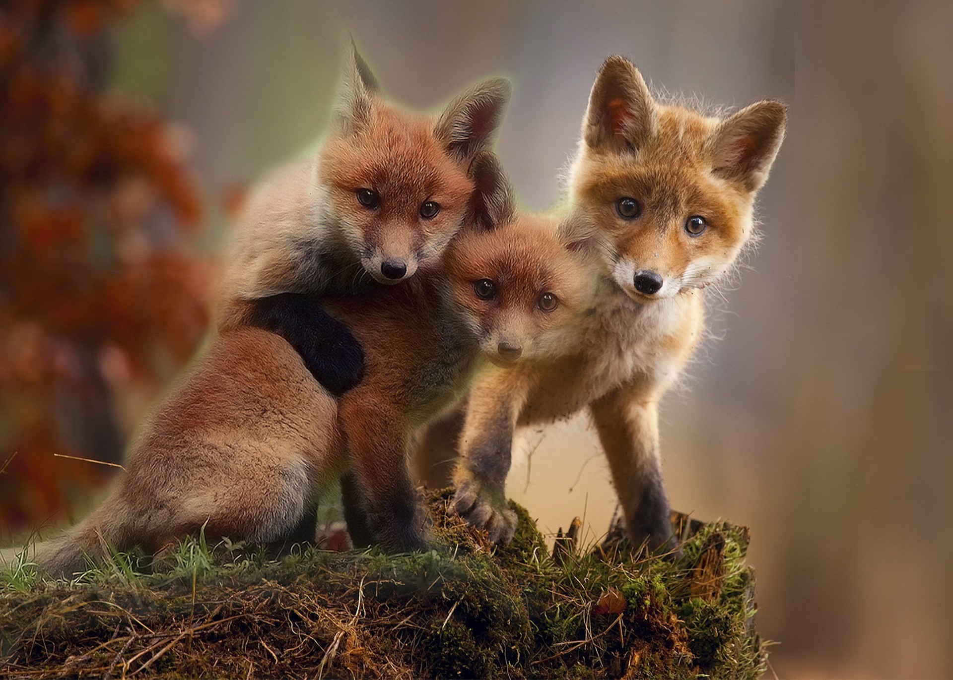 Three adorable fox cubs on mossy ground HD Wallpaper