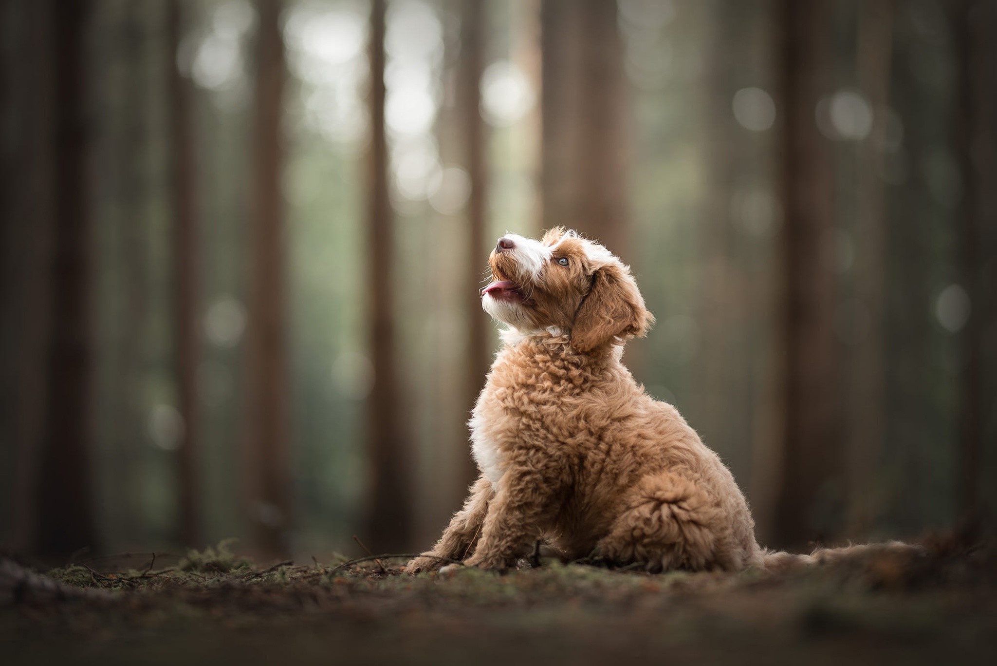 A fluffy brown dog sits in a forest HD Wallpaper