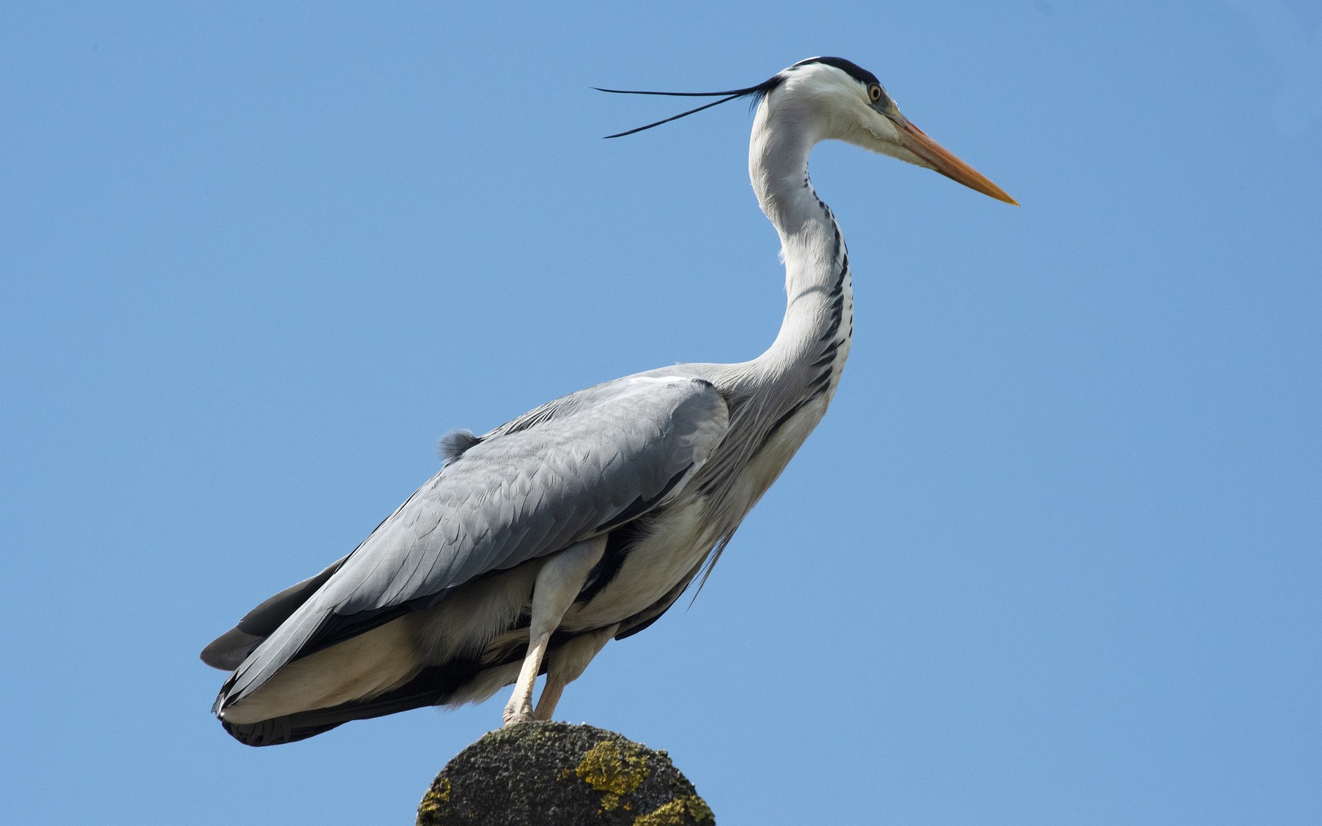 Grey Heron perched on a rock against blue sky HD Wallpaper