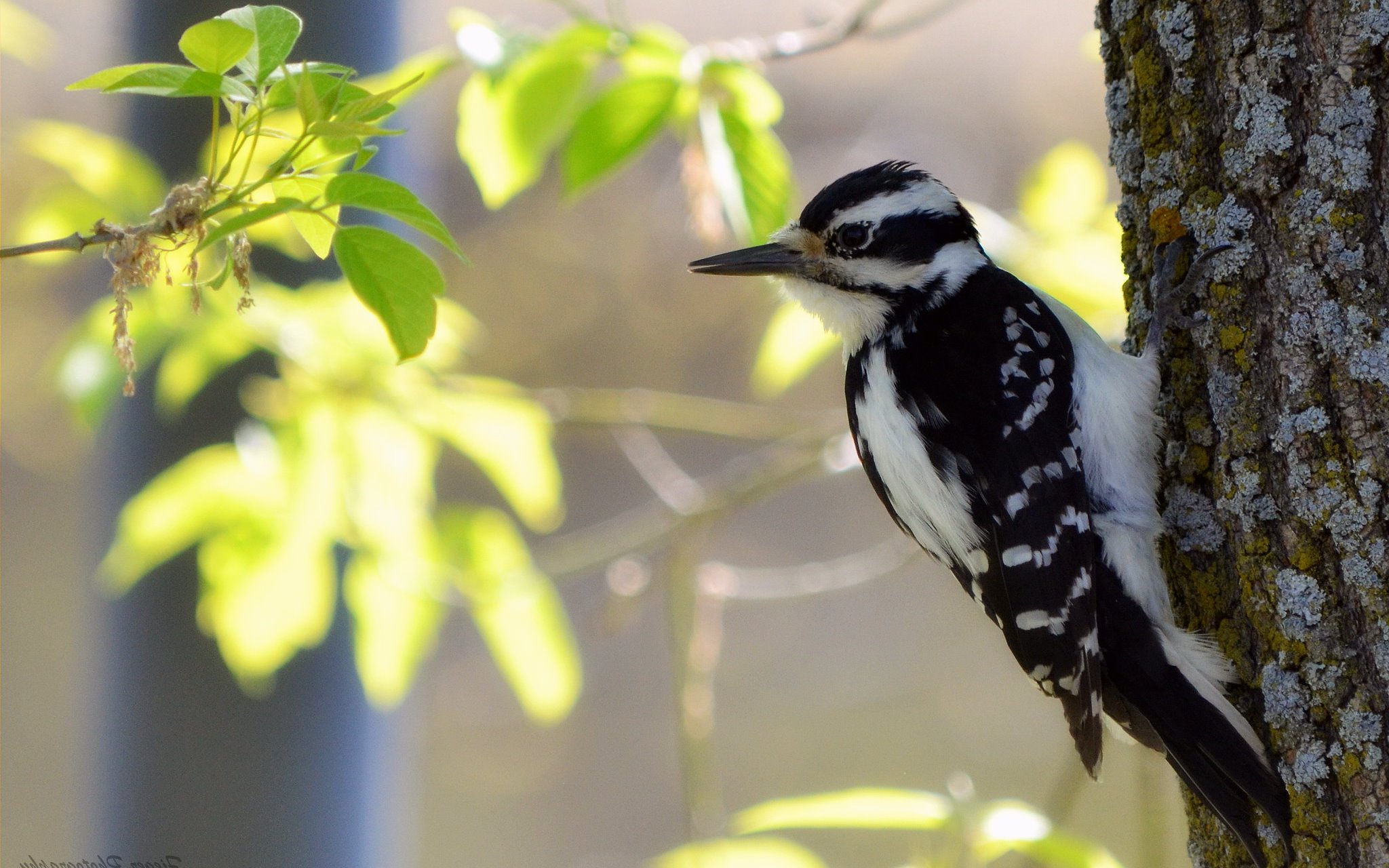 A Downy Woodpecker perched on a tree trunk HD Wallpaper