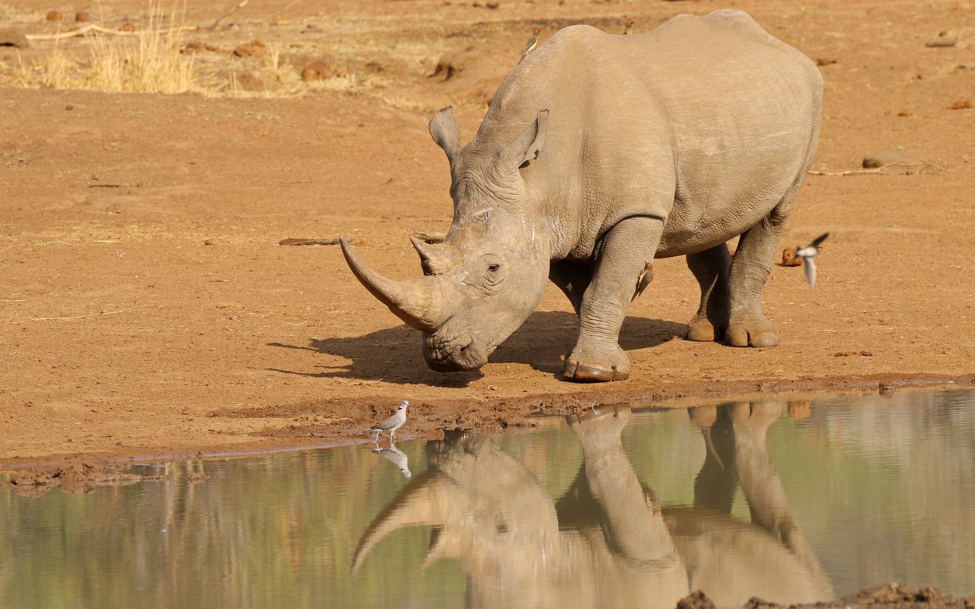 White Rhinoceros drinking at a watering hole HD Wallpaper