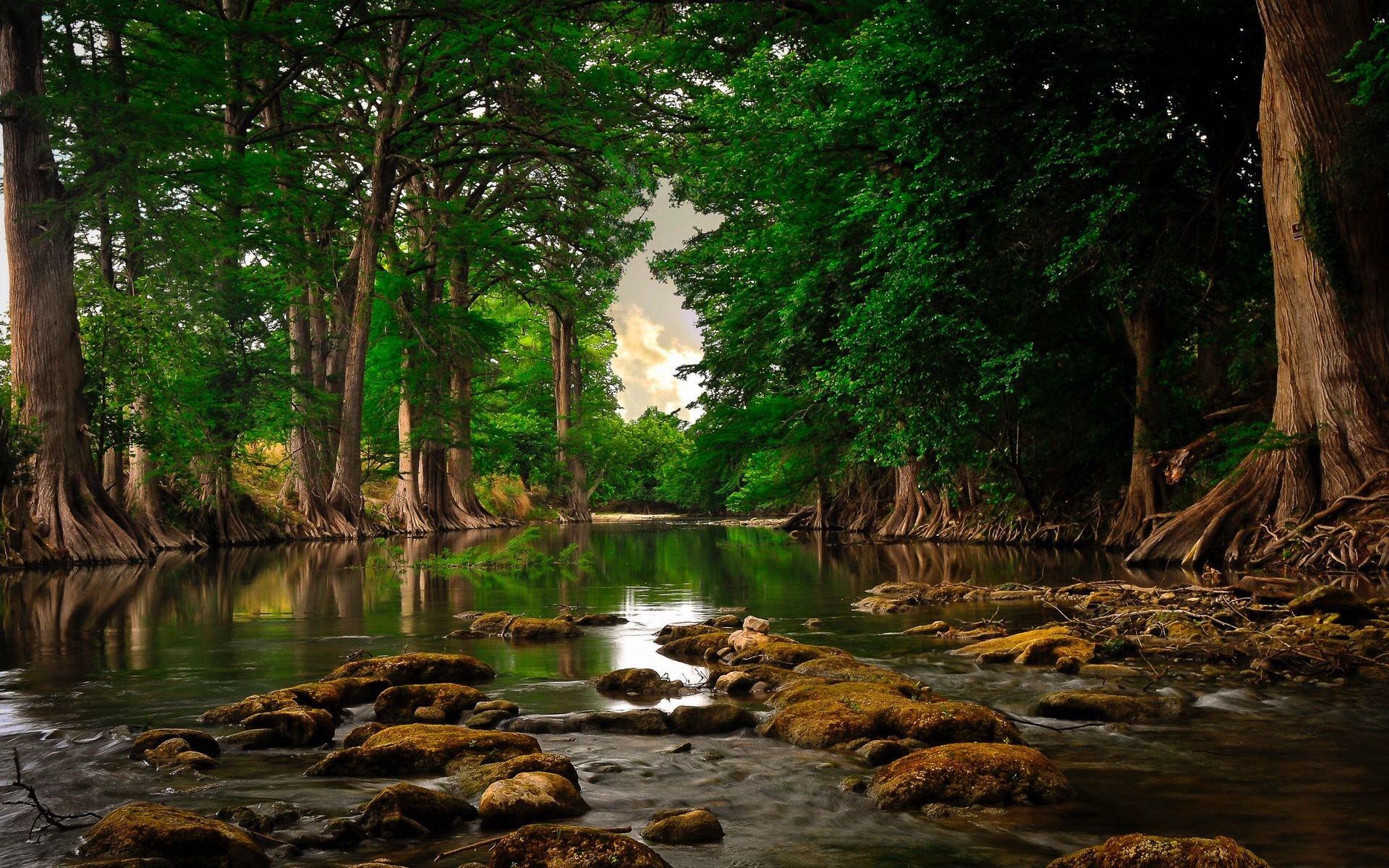 River flowing through a forest with mossy rocks HD Wallpaper