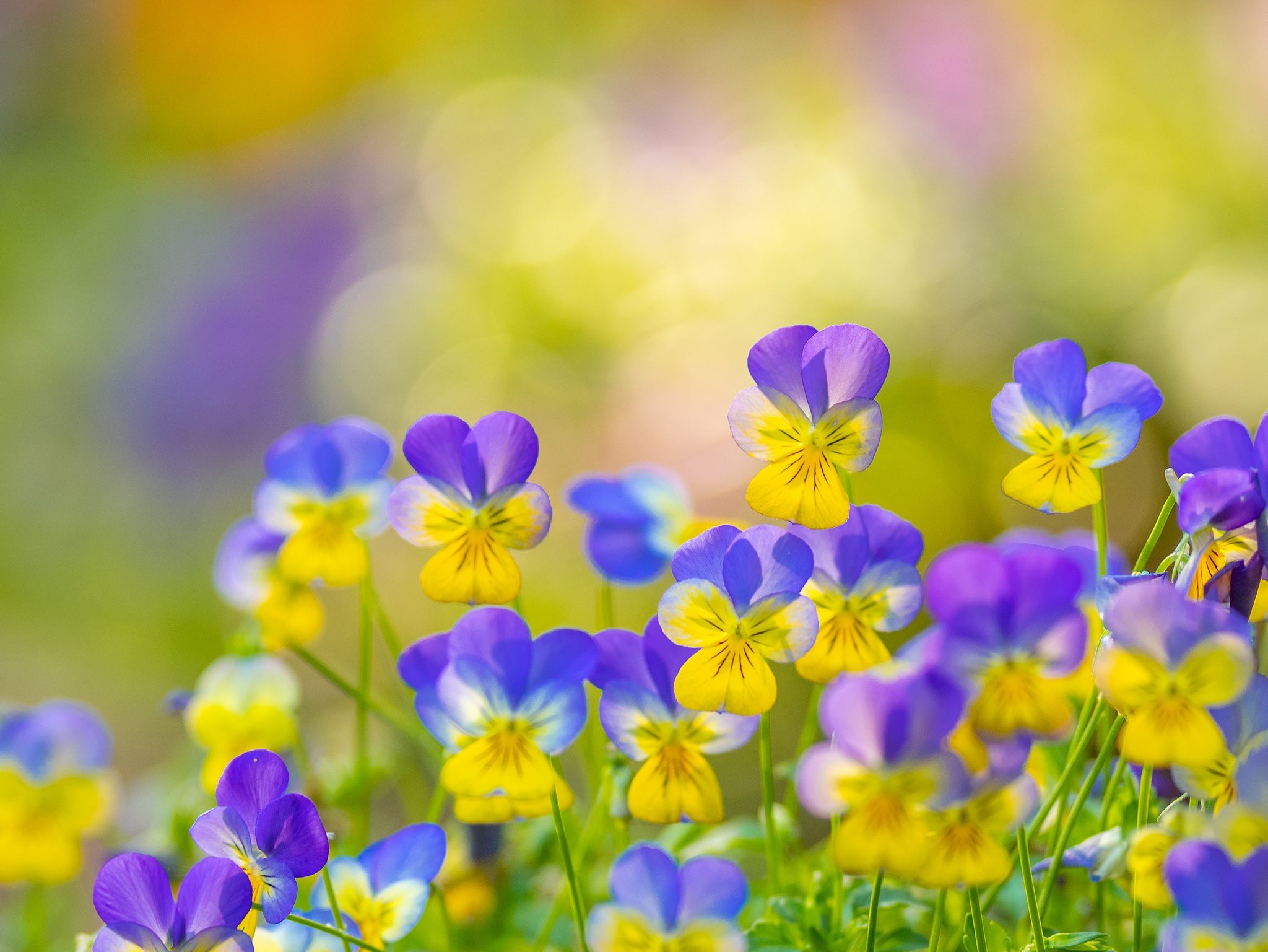 Close-up of colorful pansy flowers in a garden HD Wallpaper
