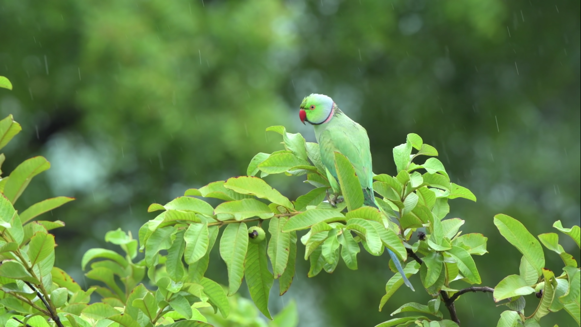 Green parrot on a branch in the rain HD Wallpaper