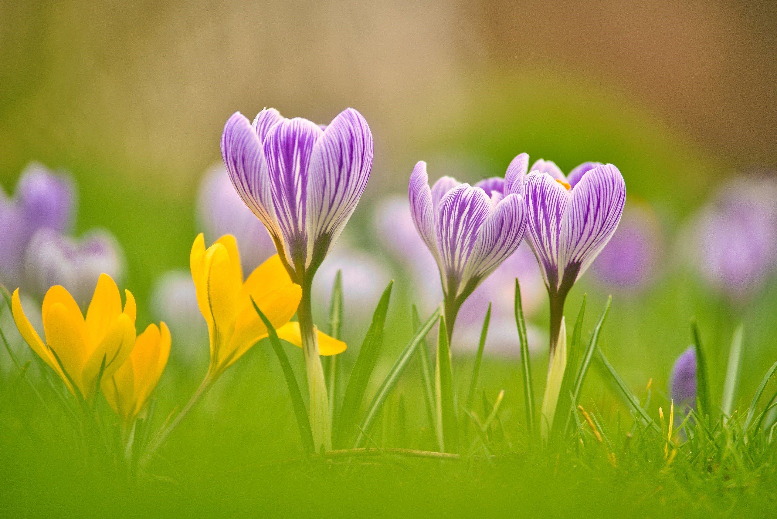 Purple and yellow crocuses in green grass HD Wallpaper