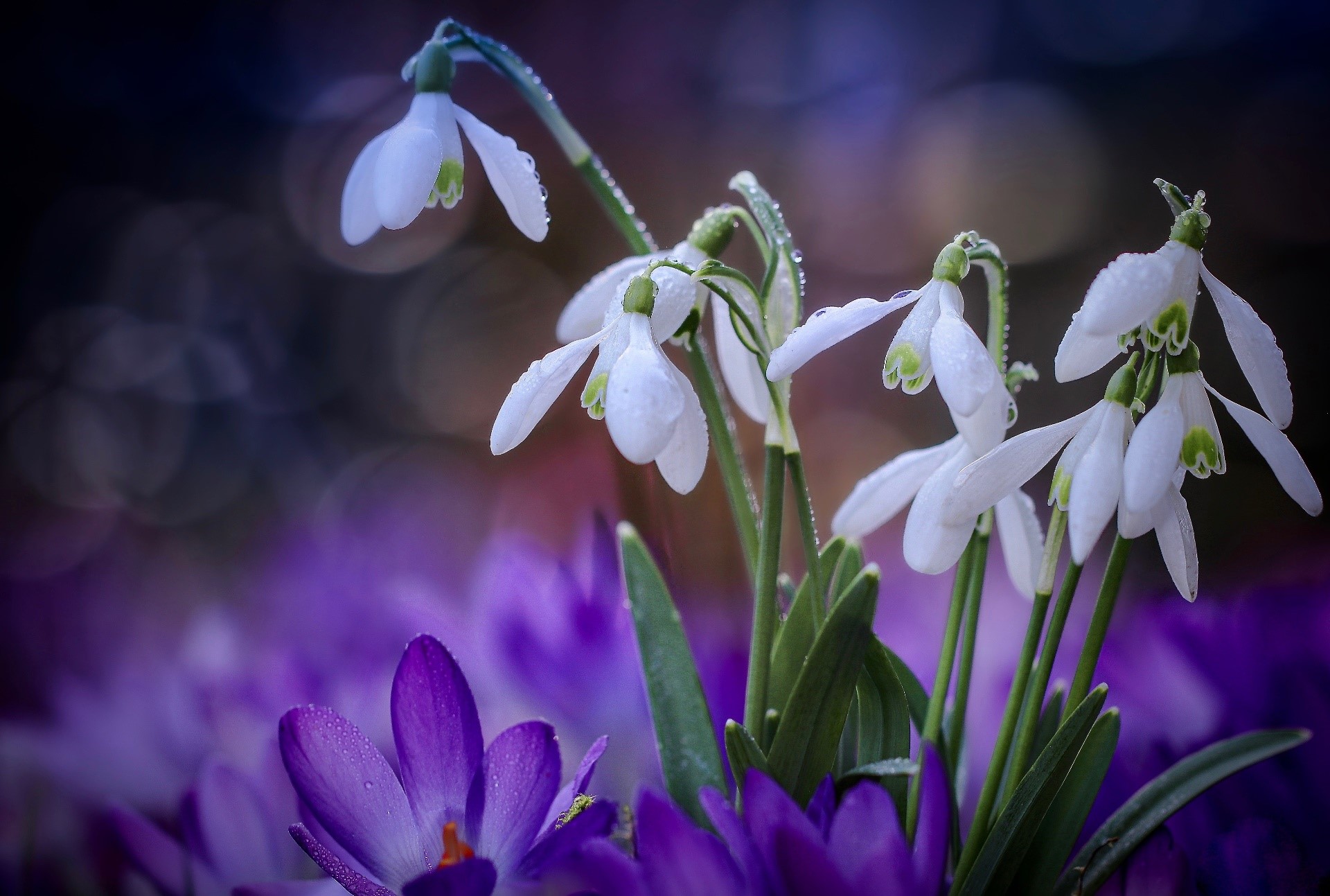 White snowdrops and purple crocuses with water droplets HD Wallpaper